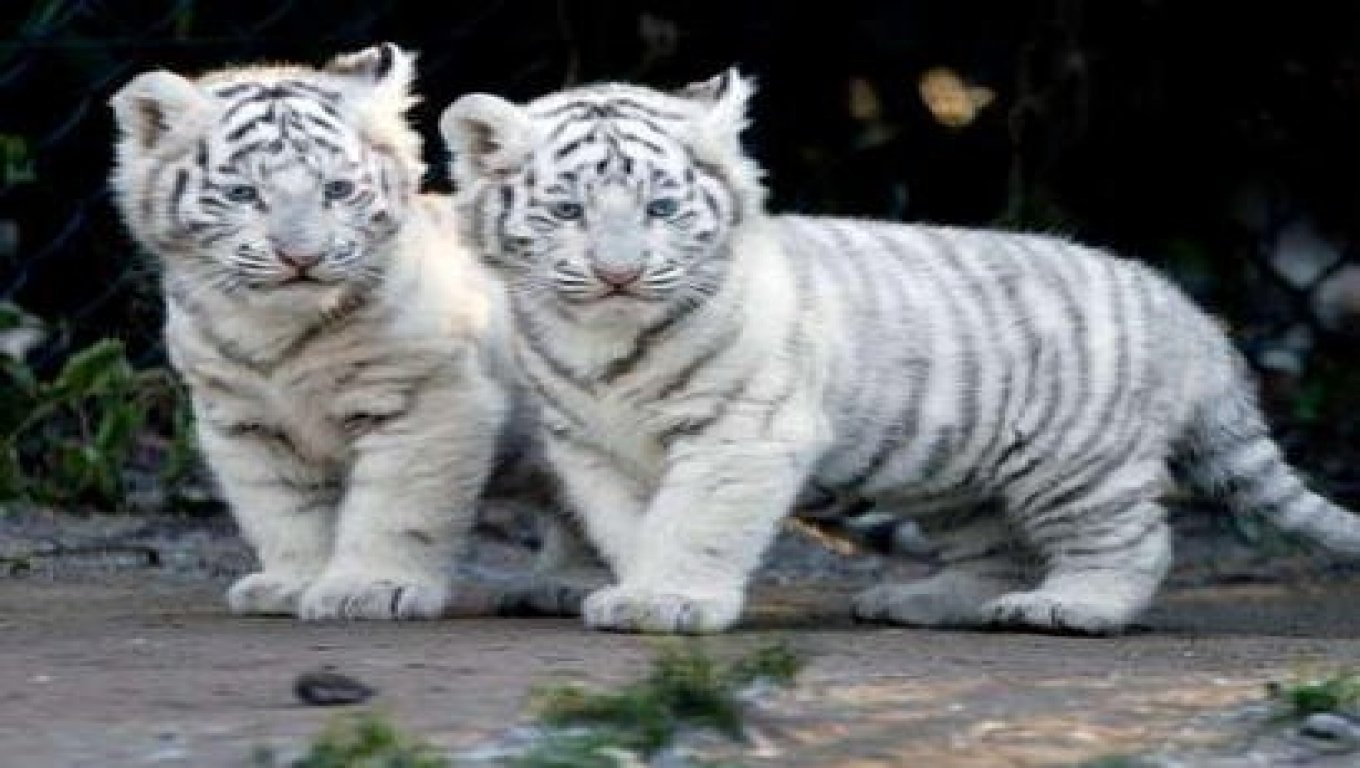 White Tiger Cub Wallpapers 1360x768