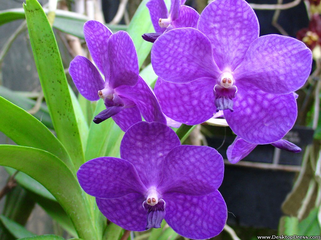 Desktop Wallpaper Flowers Background Purple Orchid