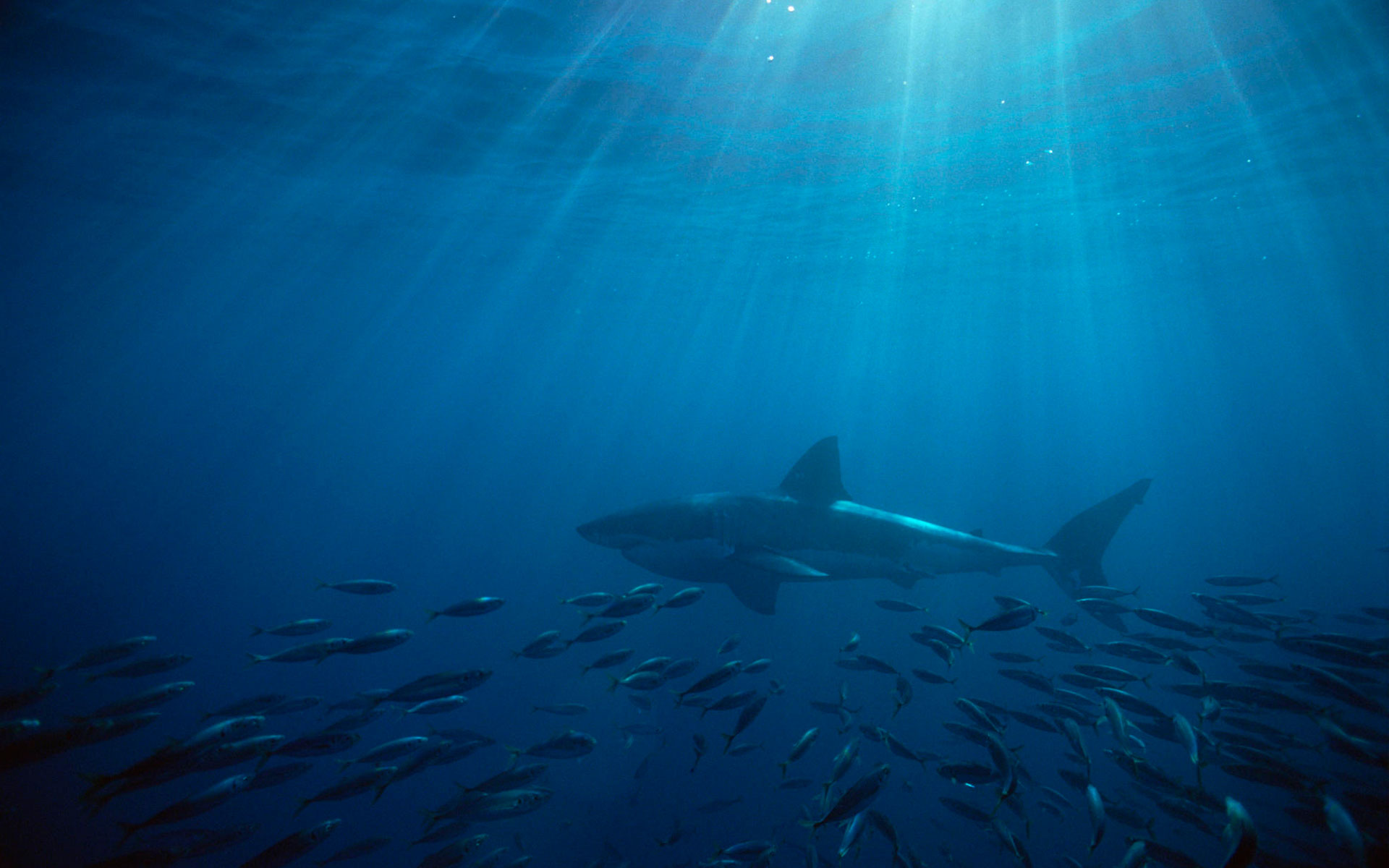 Great White Shark Australia Wallpaper HD