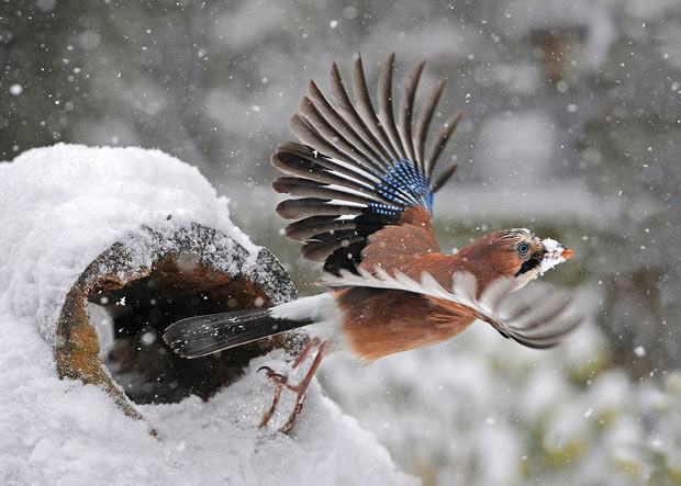 Wildlife In My Backyard Highly Mended Jay Taking Off By Ron