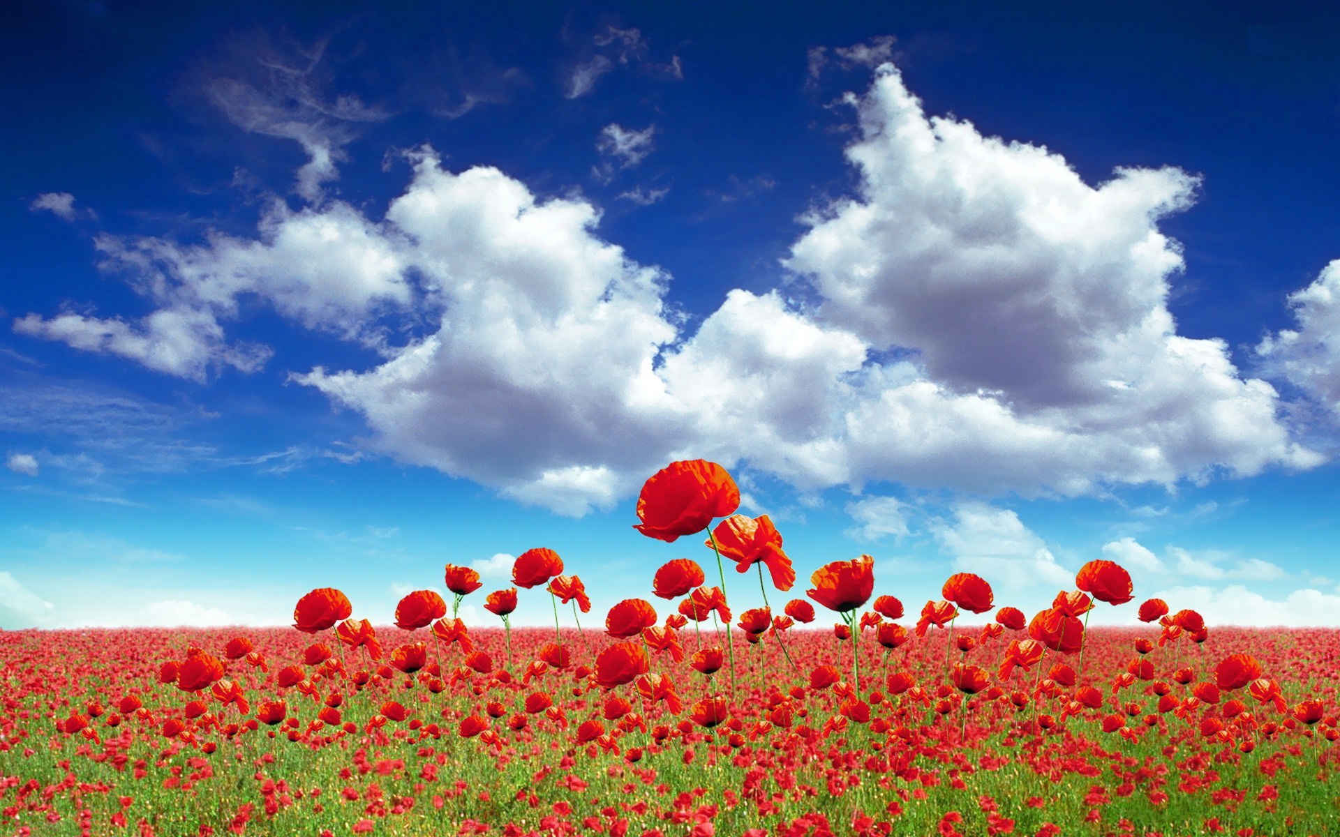 Field Of Flowers HD Wallpaper