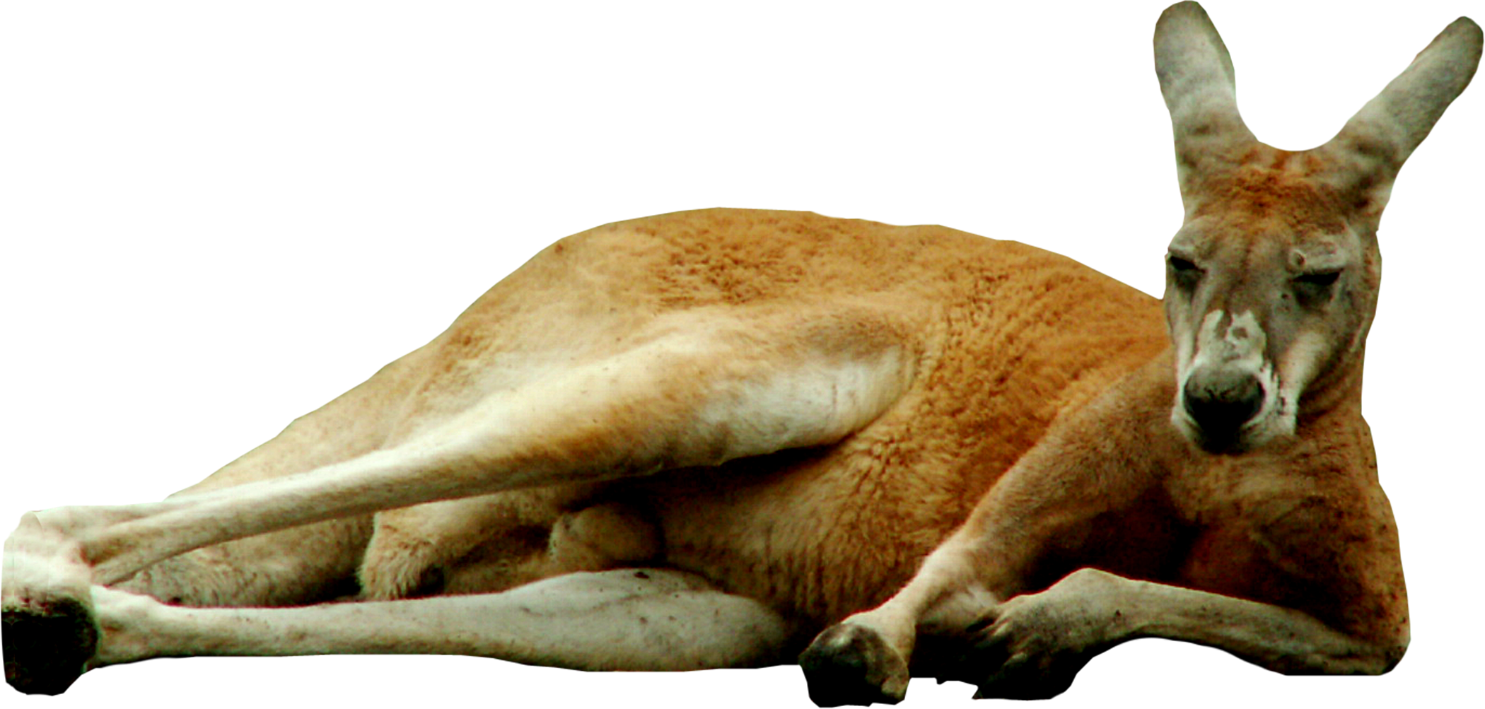 Kangaroo Png Transparent Image Background