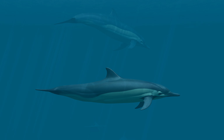 Dolphins 3d Screensaver Animated Dolphin To