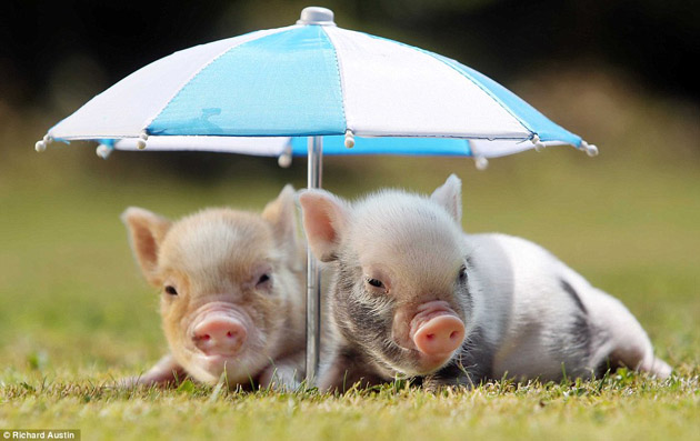  pigs micro pigs mini pigs miniature pig pet animal potbellied pig 630x397