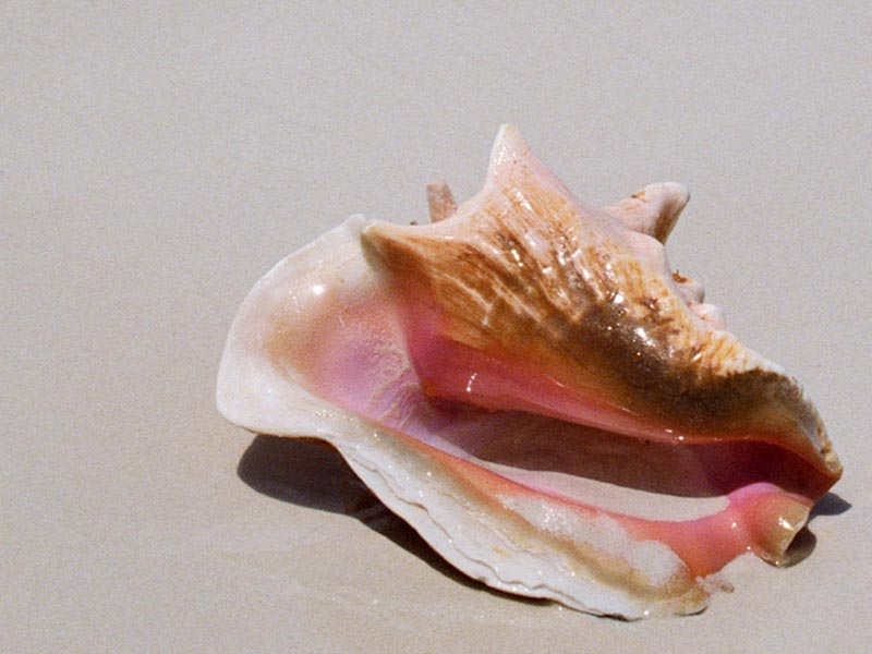 Sea Shell Wallpaper And Background X Deskpicture