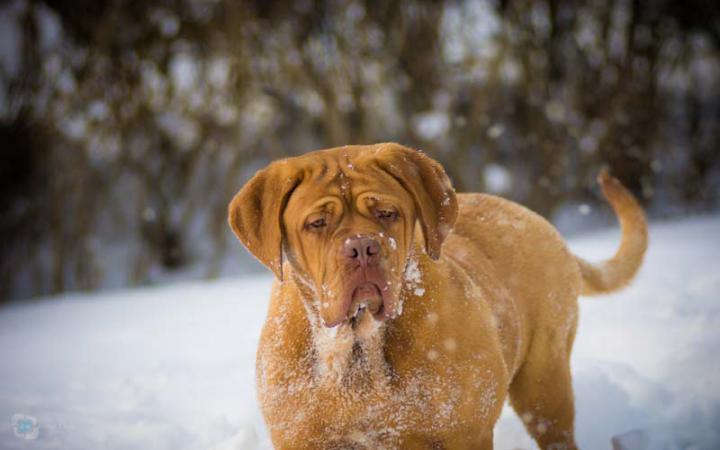 Dogs In Snow Amazing And Cute Pictures Dog Cat Man