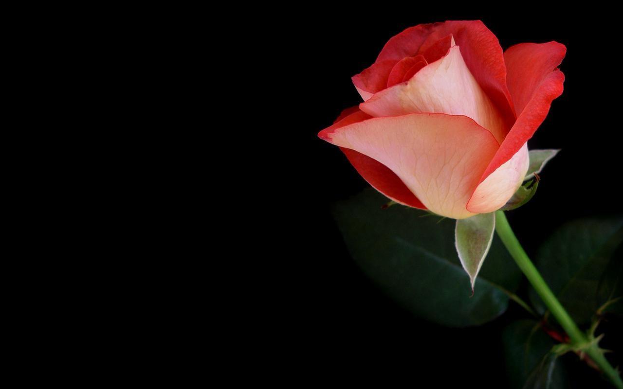 Flowers Roses Black Background Red Rose HD