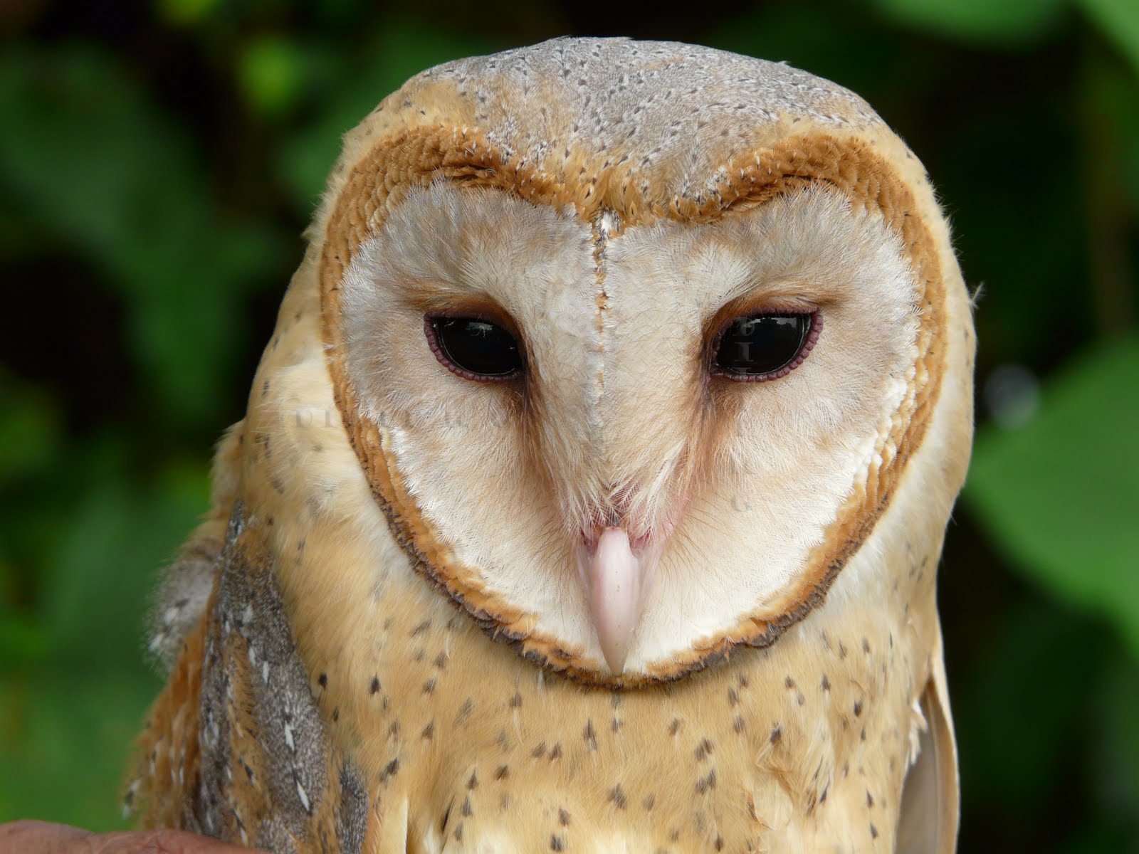 Wallpaper Barn Owl Desktop Owls