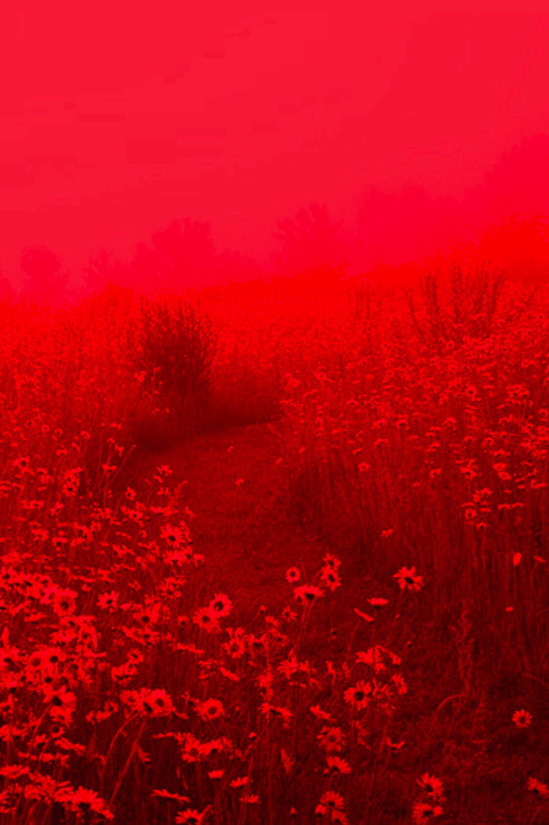 Ba854748173c772e2f0307b202c96cc5 Wallpaper