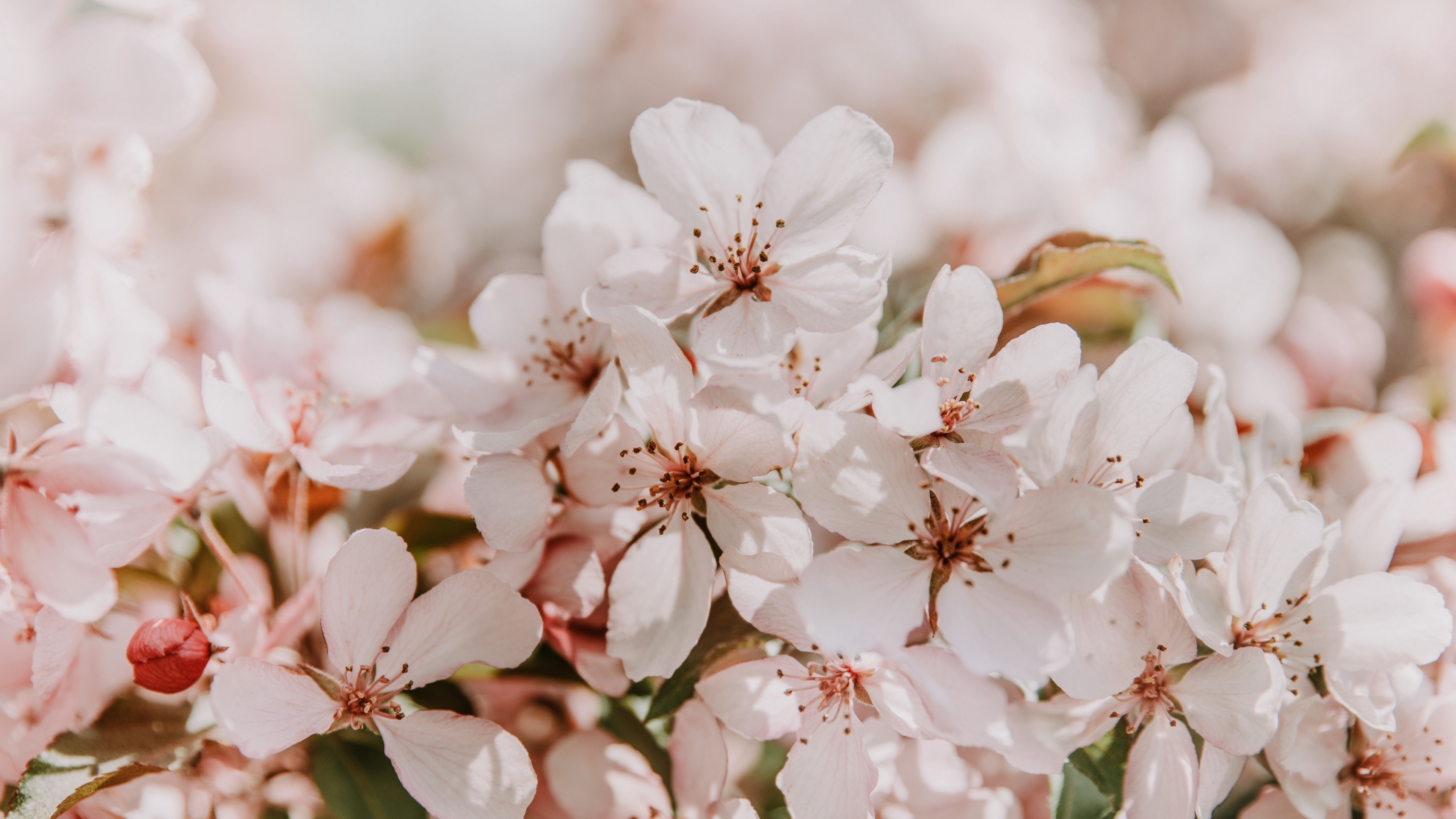 Spring Flowers 4k Wallpaper