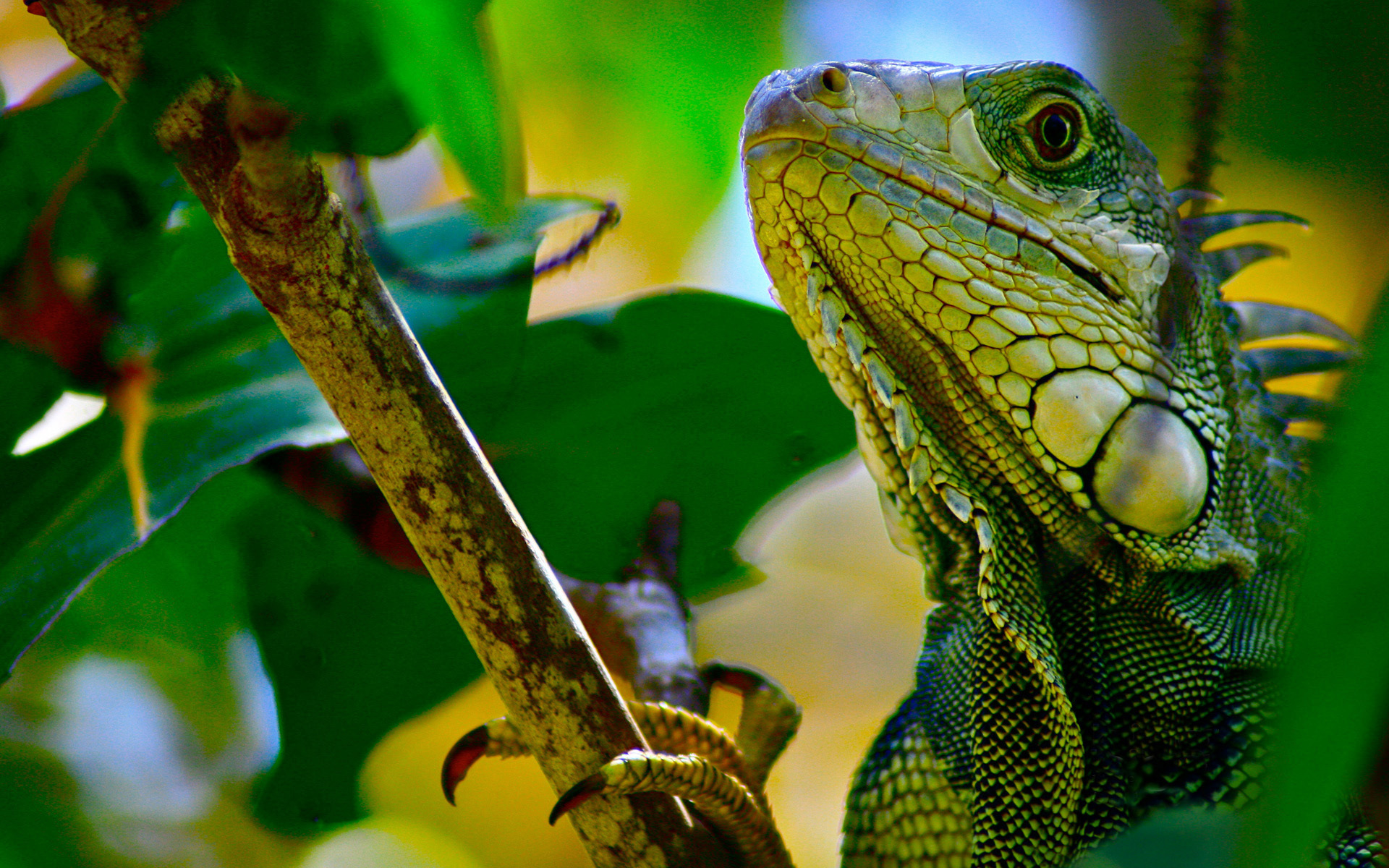 Green Iguana Wallpaper HD
