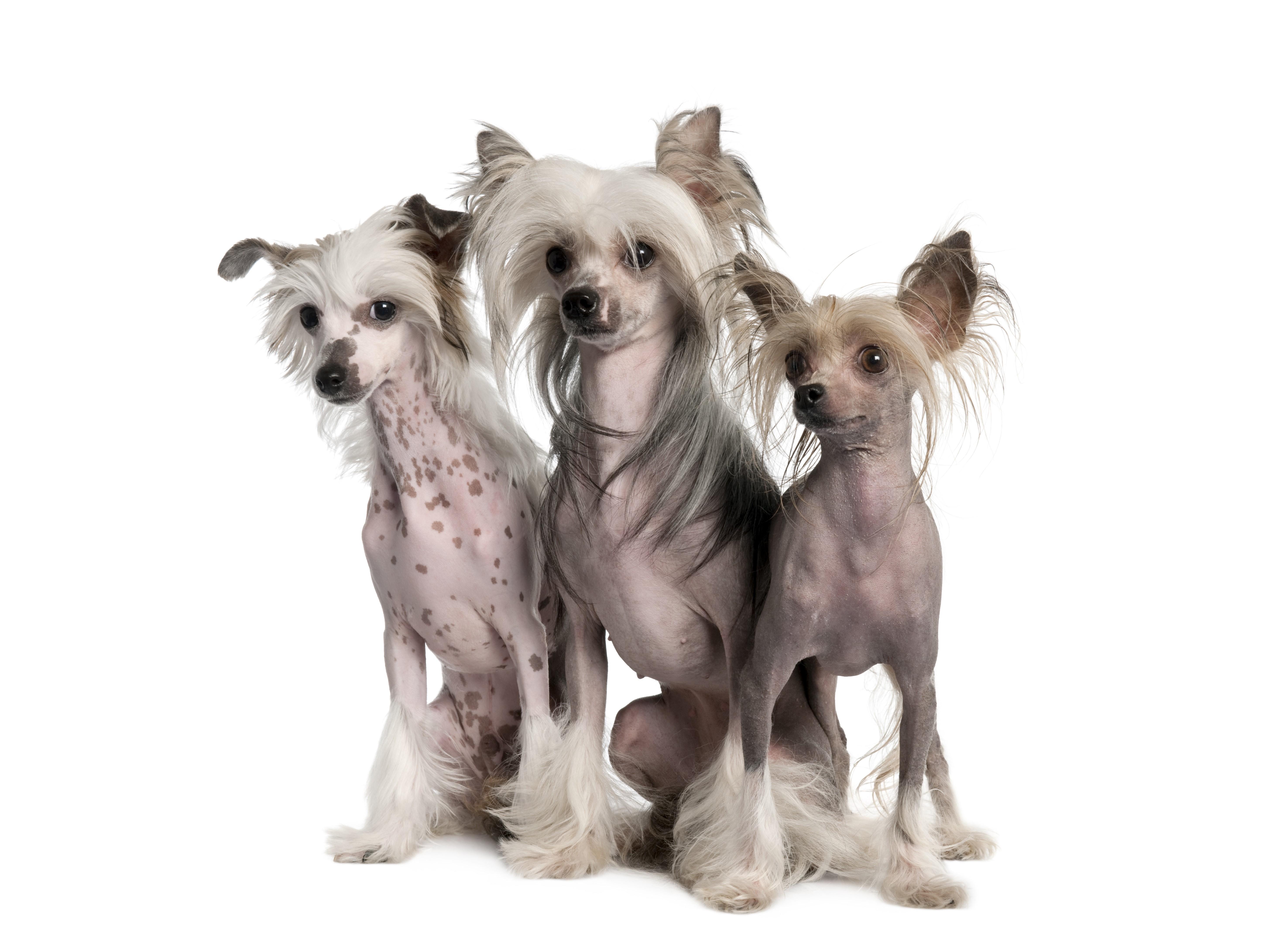 764286 4K 5K Dogs Chinese Crested Three 3   Rare Gallery HD