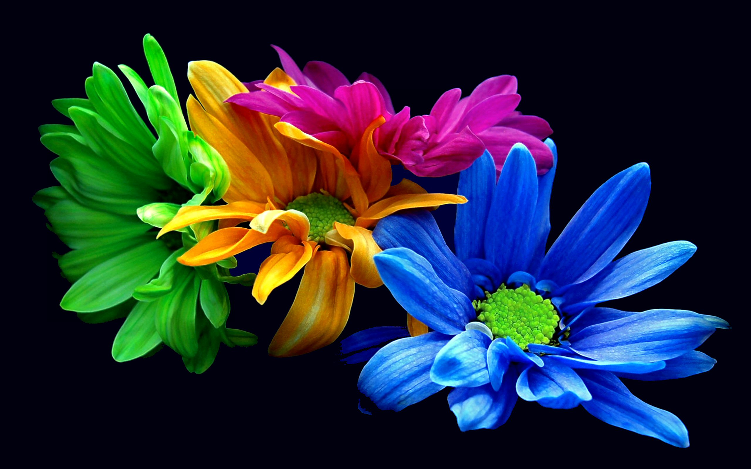 Flowers Colorful Petals Versionone