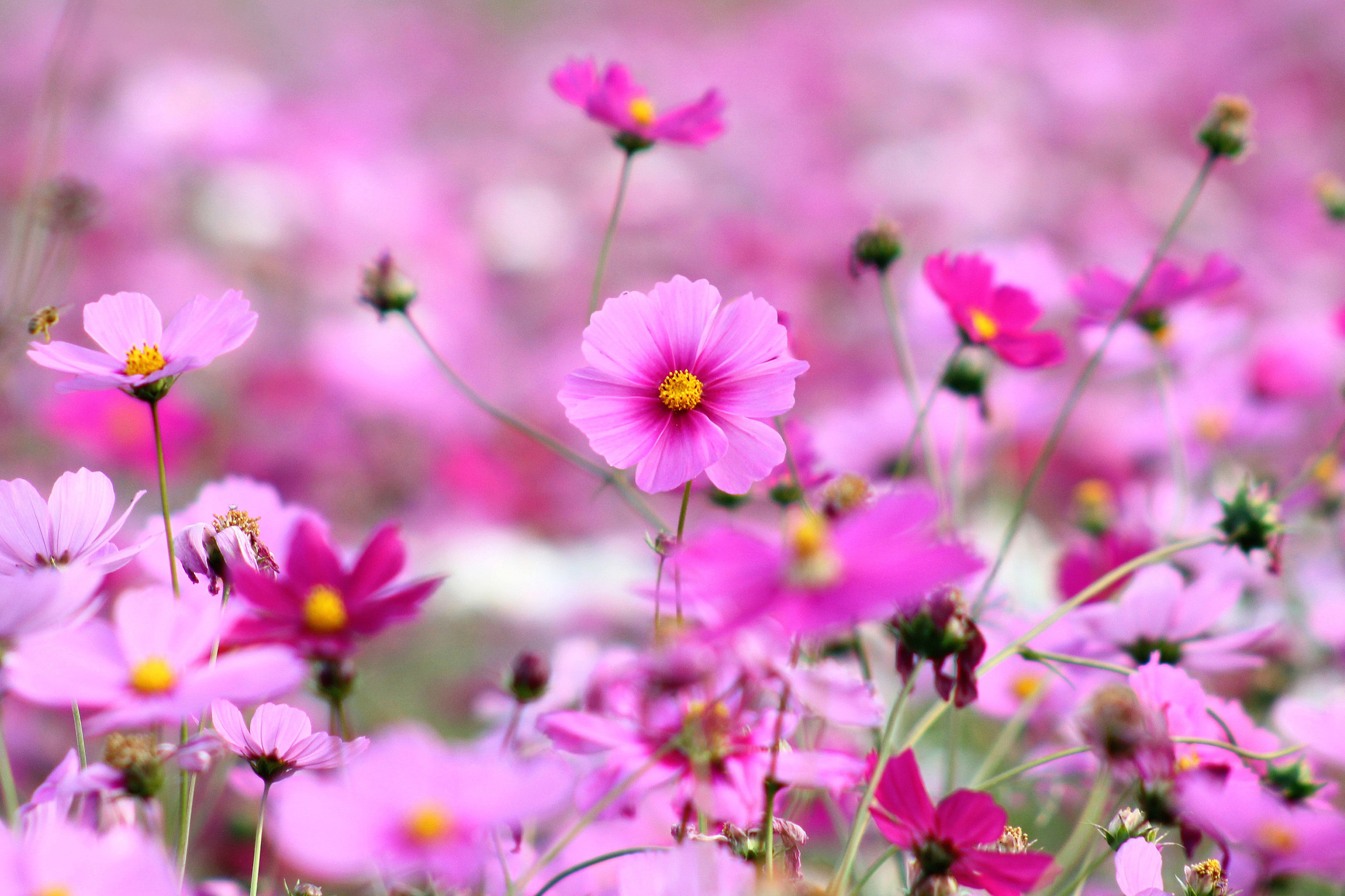 Pink Little Flowers Wallpapers   3456x2304   1831486