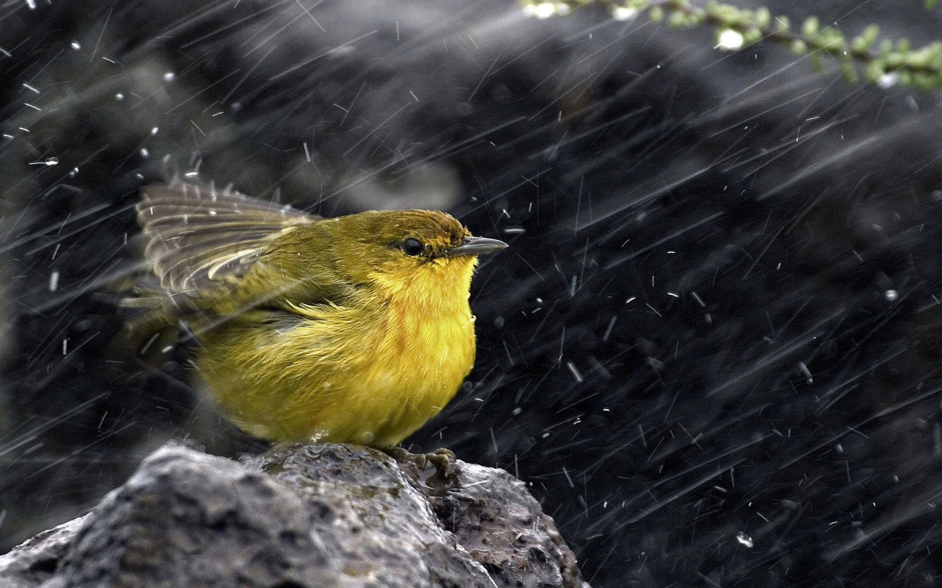 Bird In Rain HD Wallpaper