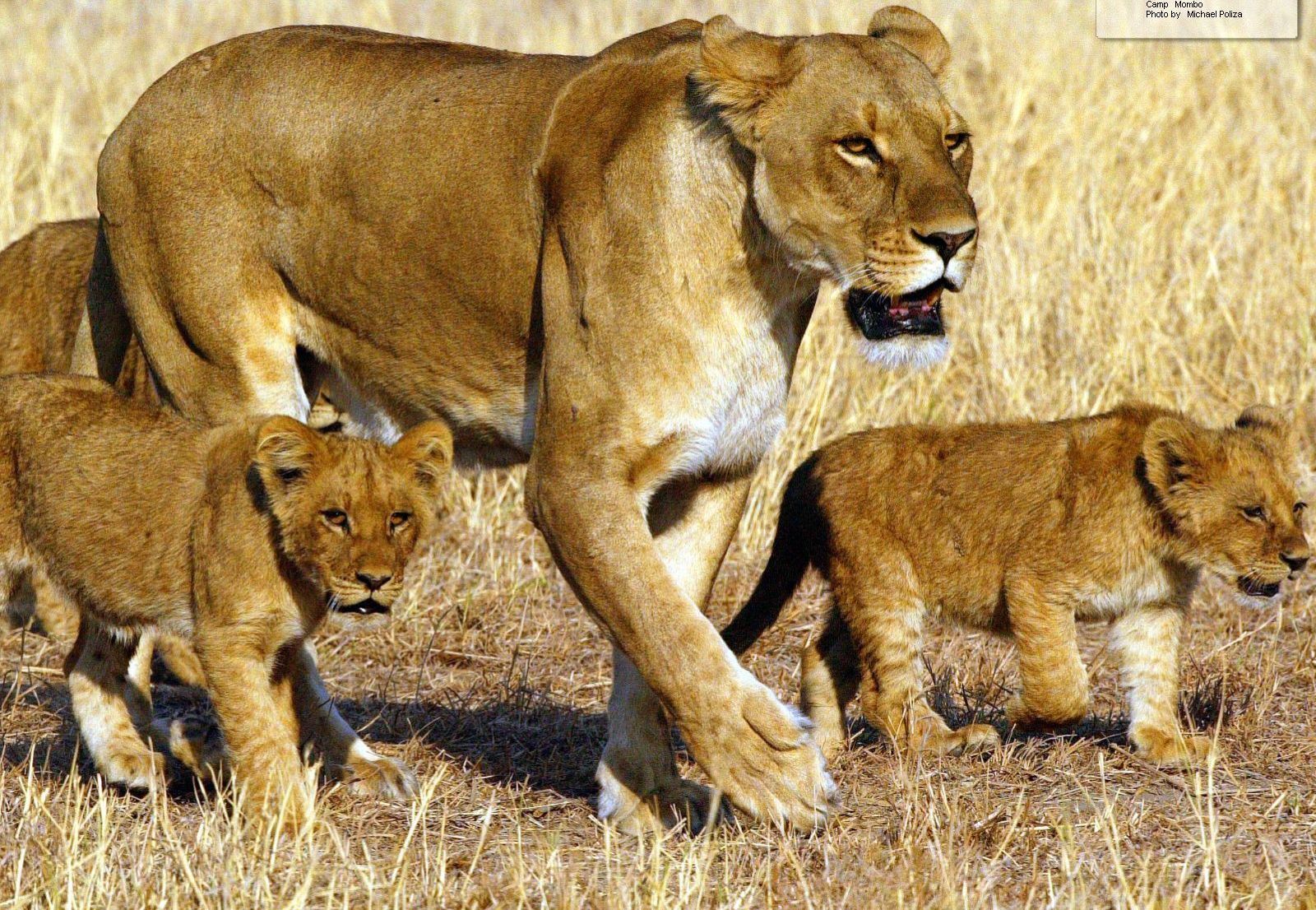 Lion Cubs Image Widescreen HD Wallpaper