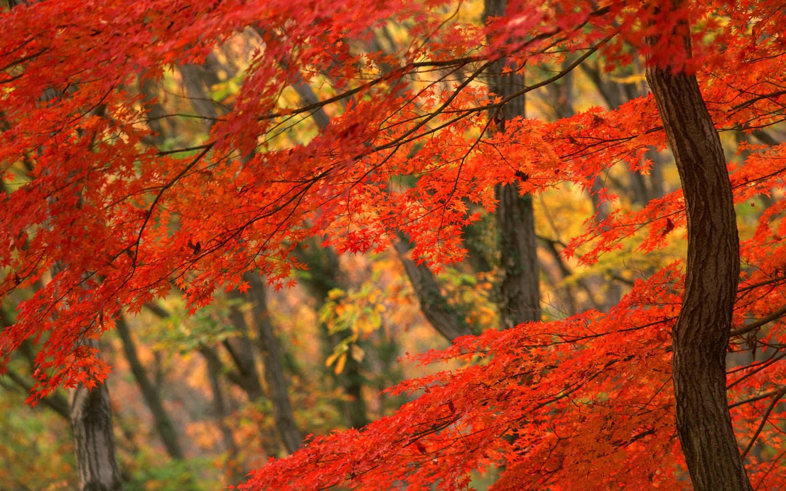 pemandangan Autumn Leaves Wallpaper