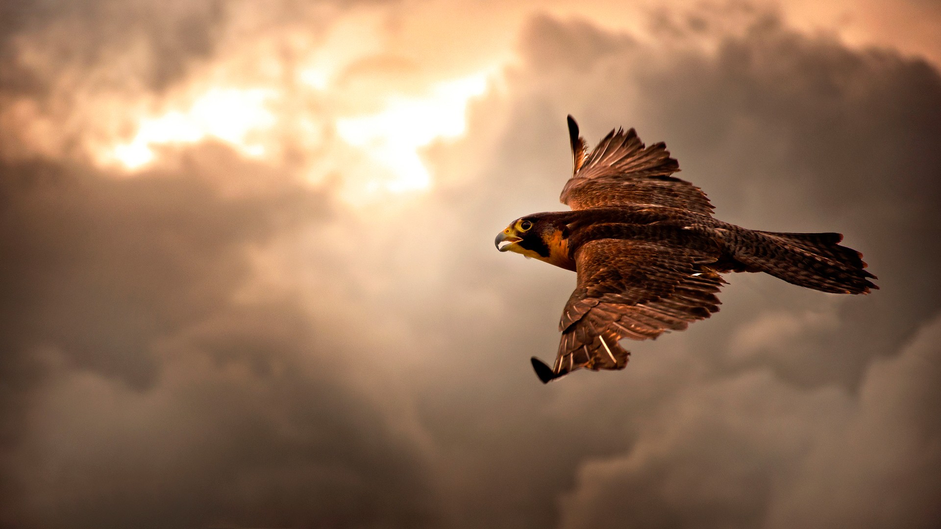 Brown Eagle In Flight HD Wallpaper FullHDwpp Full