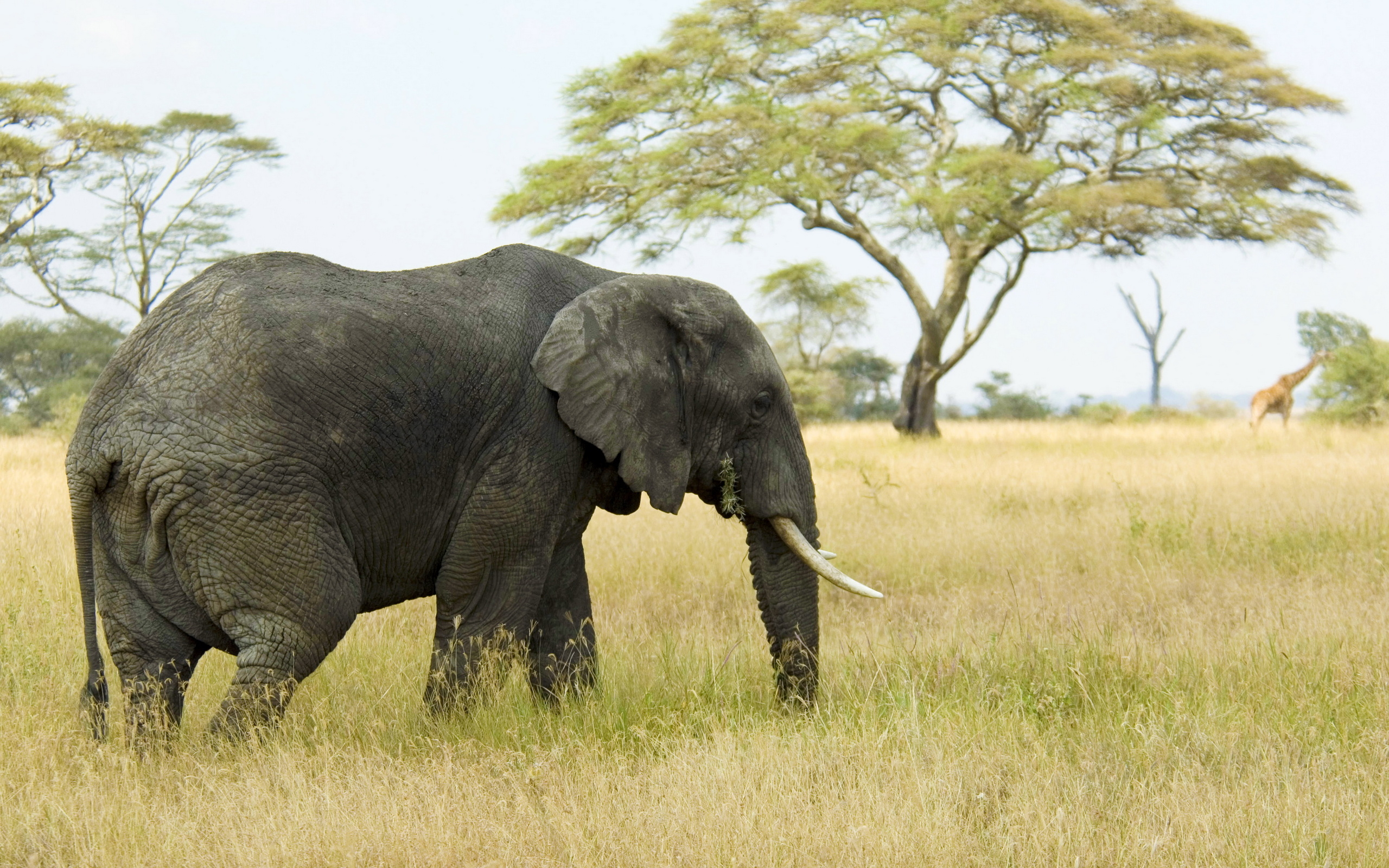 Elephant In The Savanna Wallpaper And Image Pictures