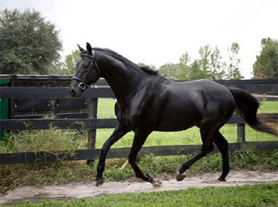 For Black Thoroughbred Horse Running Pictures