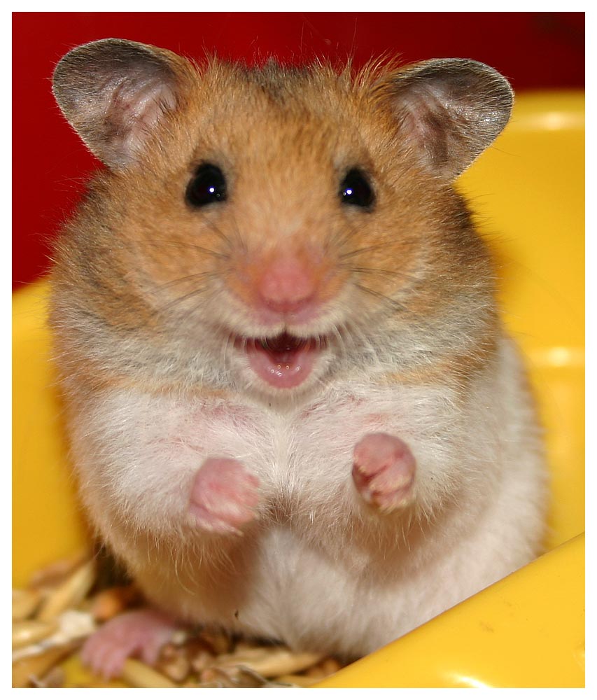 Cute Hamster Face Wallpaper Me