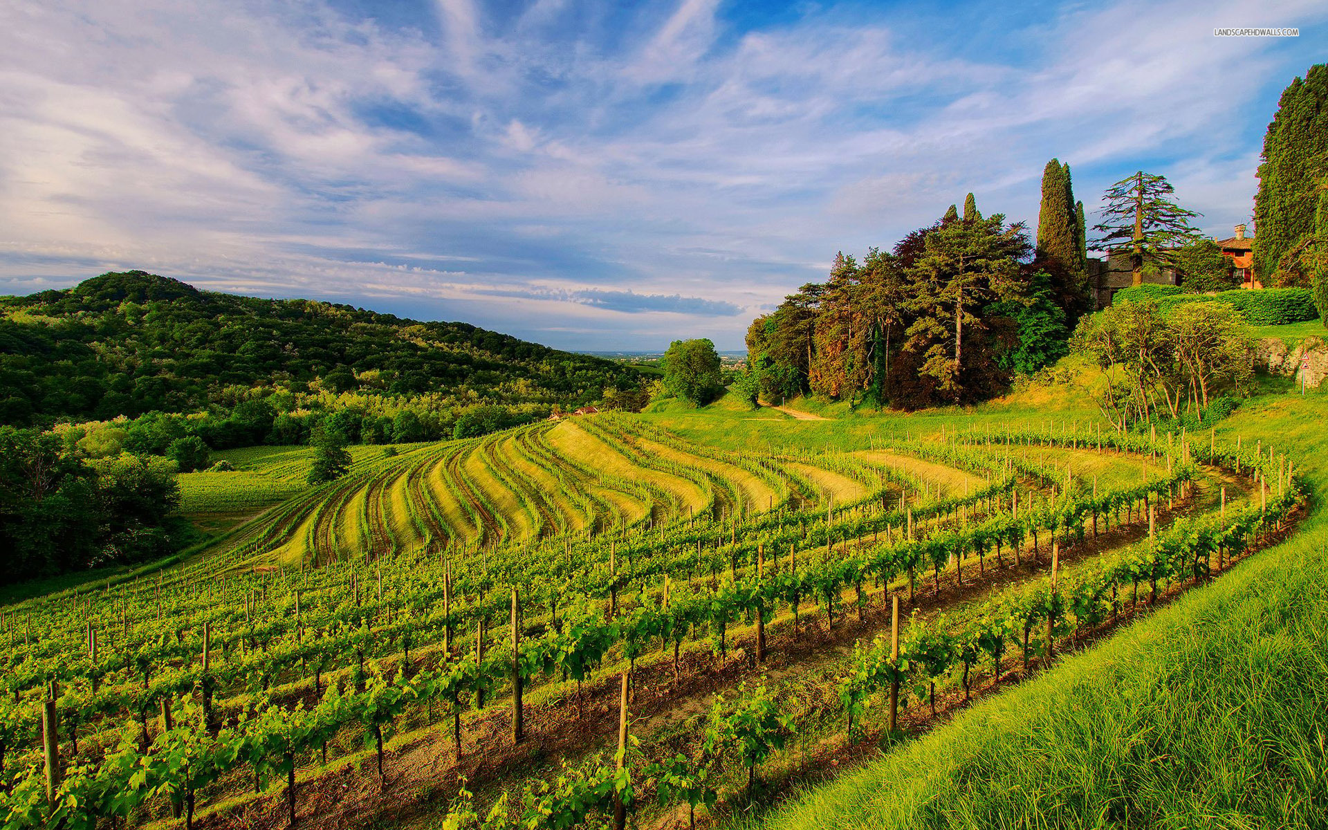 Widescreen HDq Wallpaper Of Vineyard For Windows And