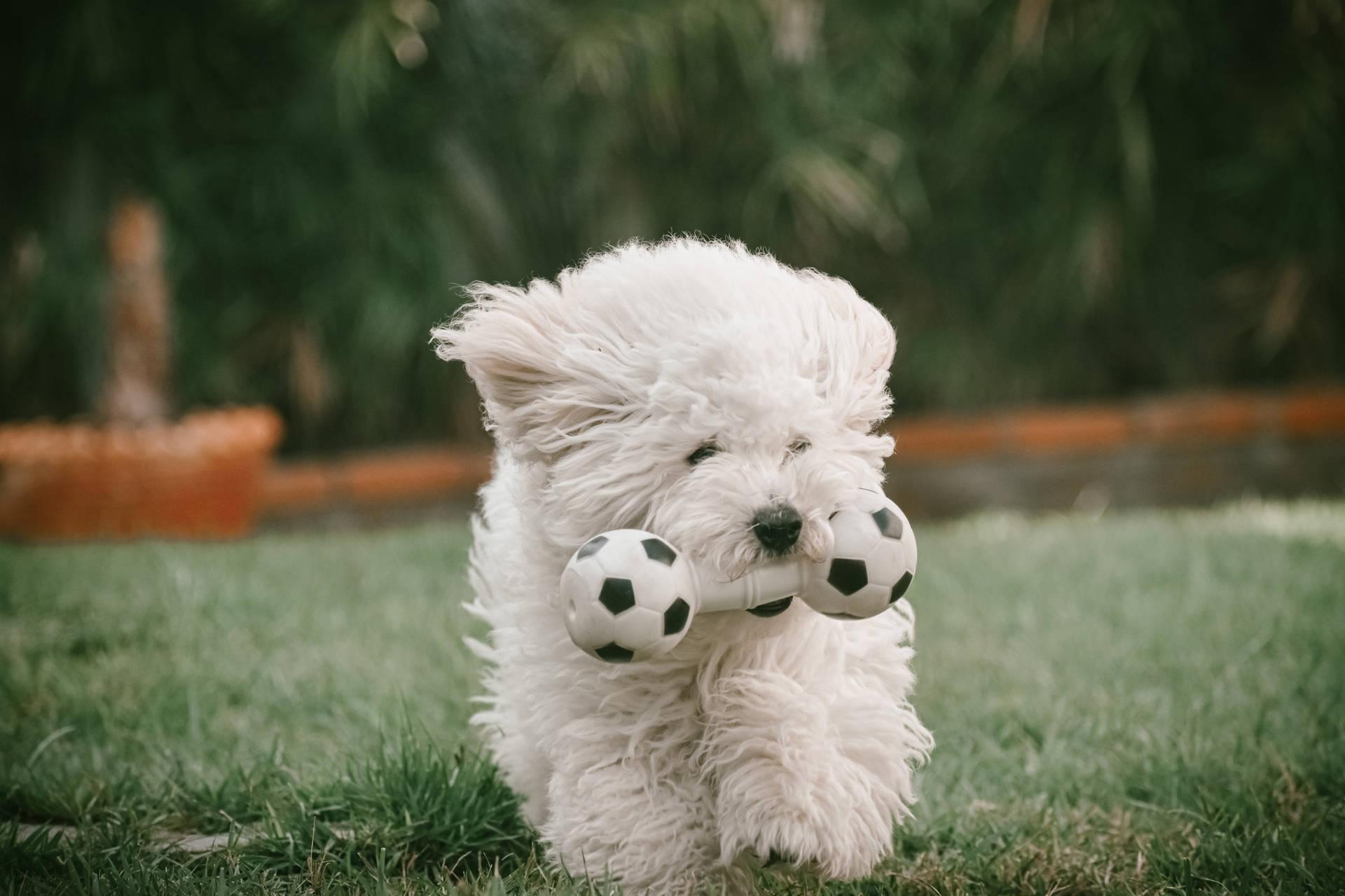 White Toy Poodle Running Wallpaper