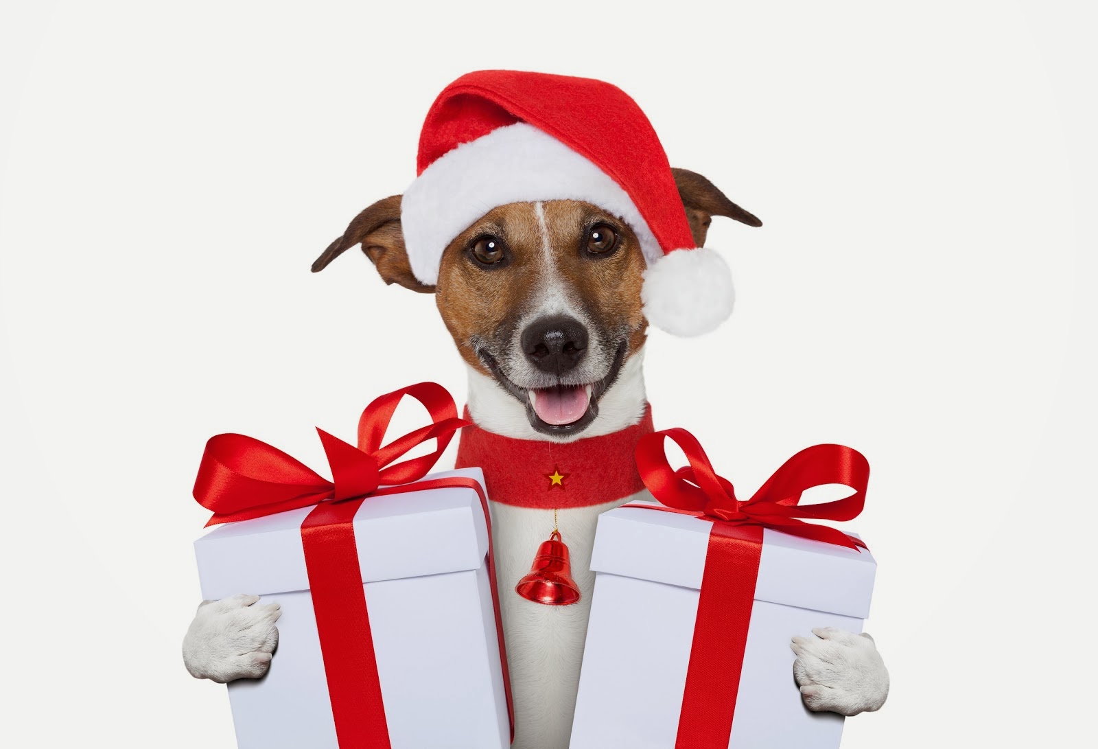 Cute Christmas Dog Wallpaper