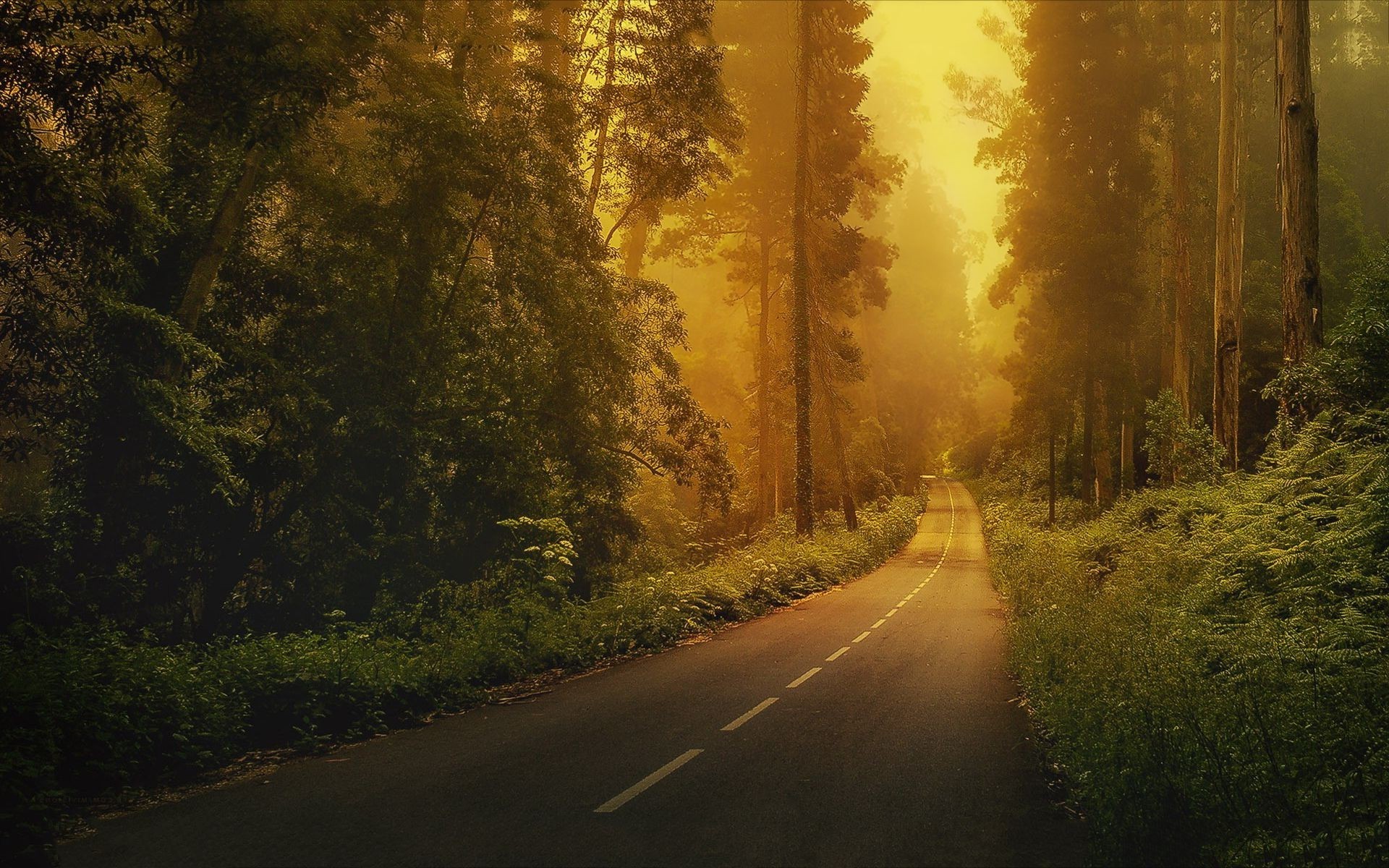 Mystical Forest Wallpaper