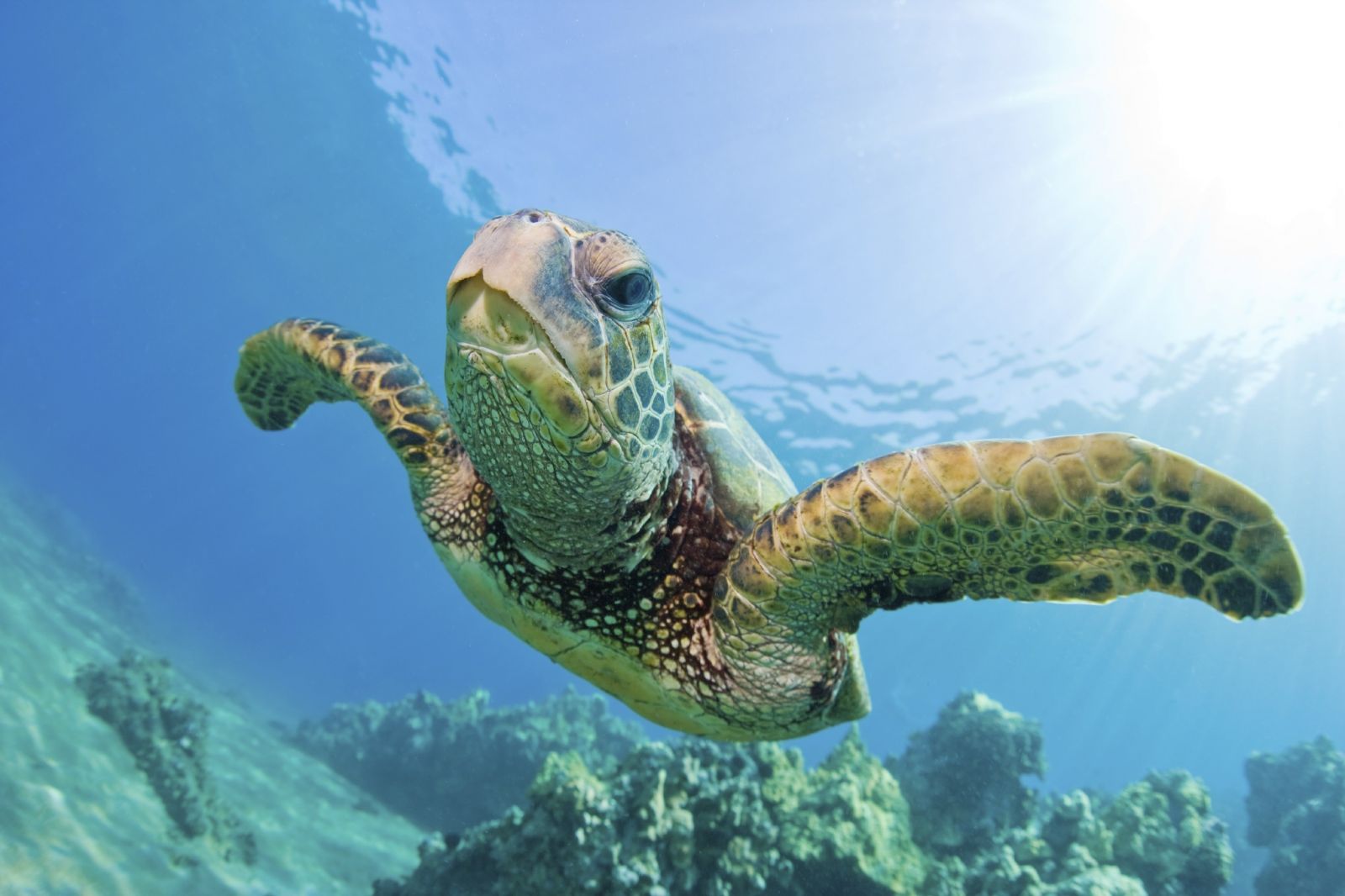 Sea Turtle Green Wallpaper X