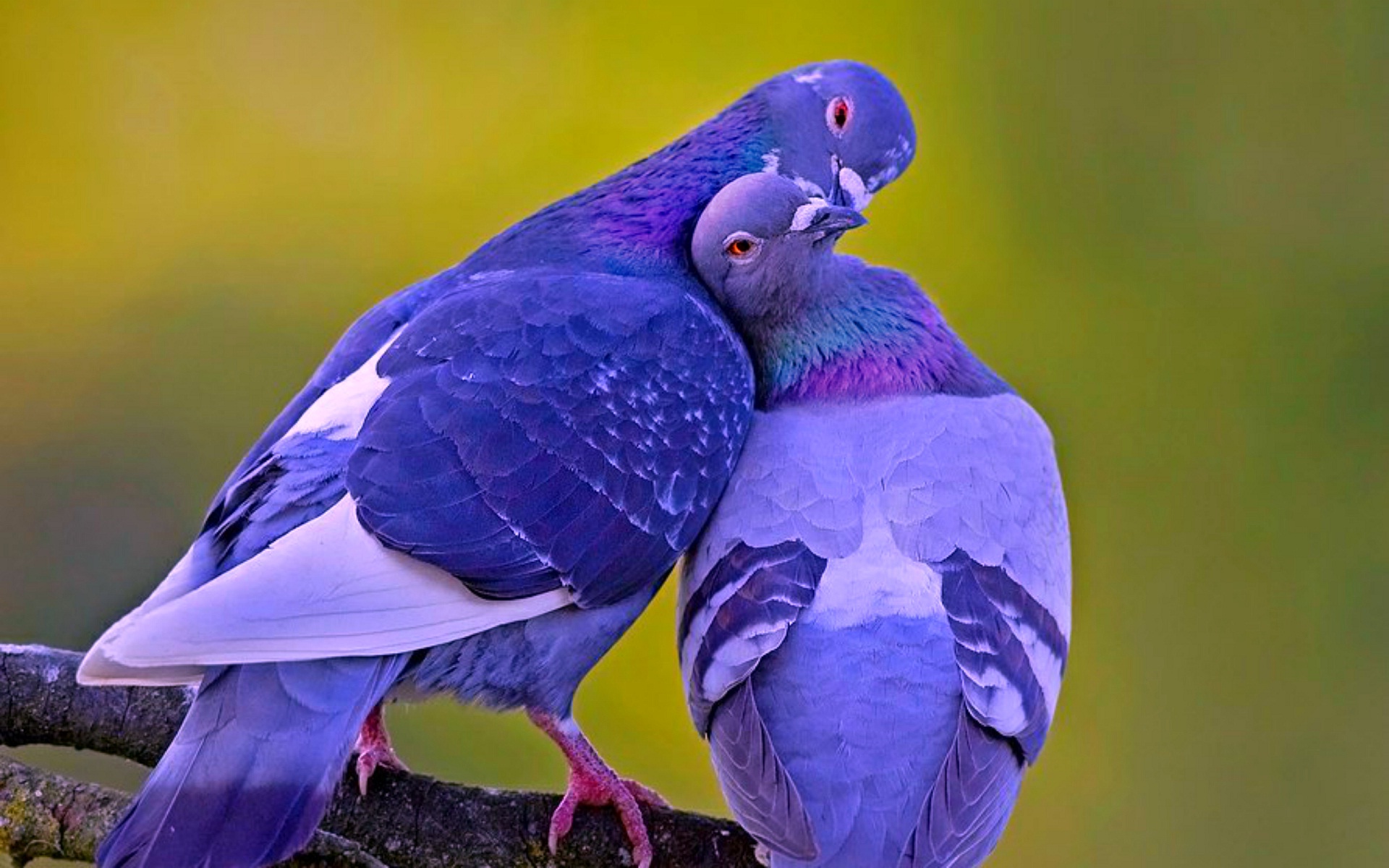 Love Bird Kissing