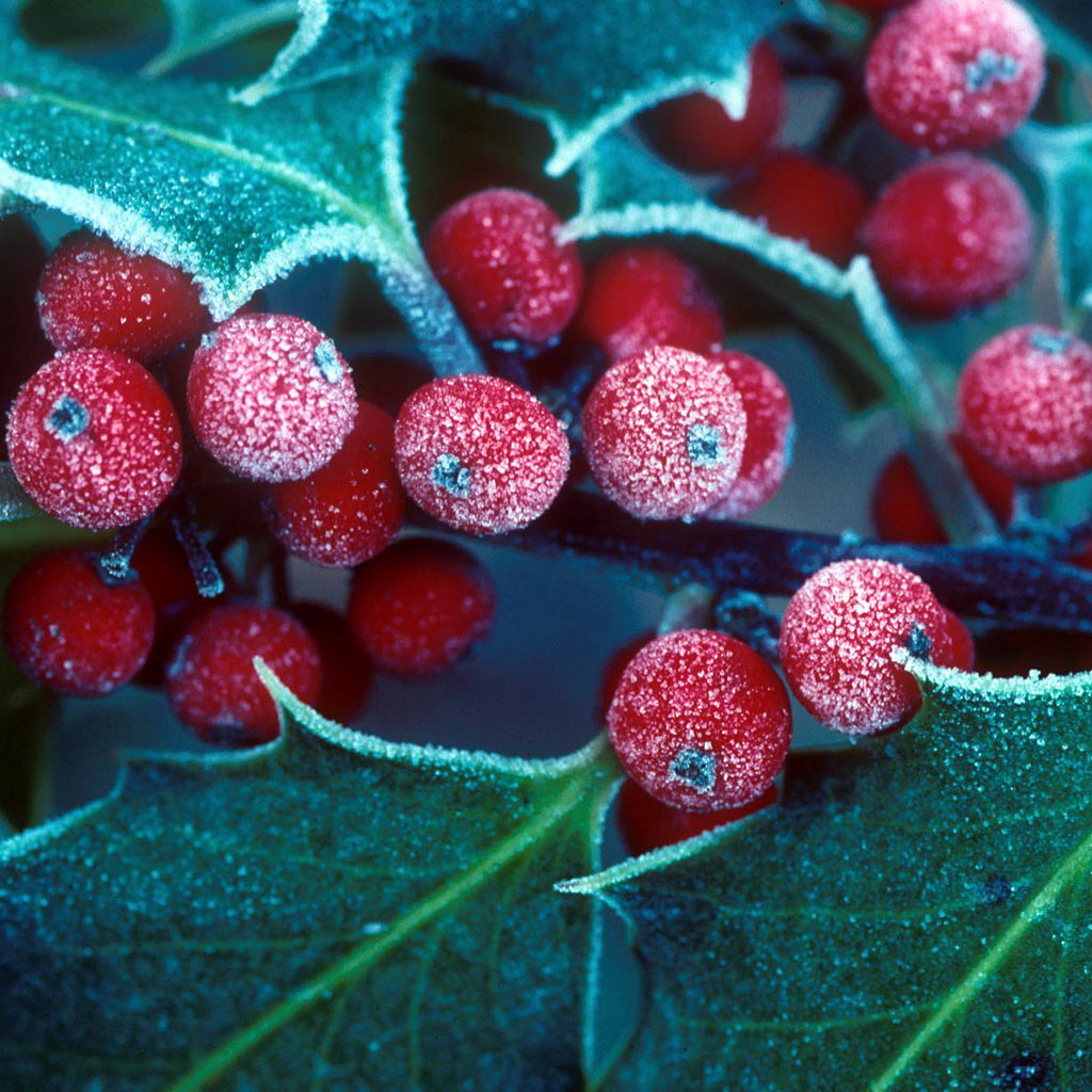 Free download Winter holly berries