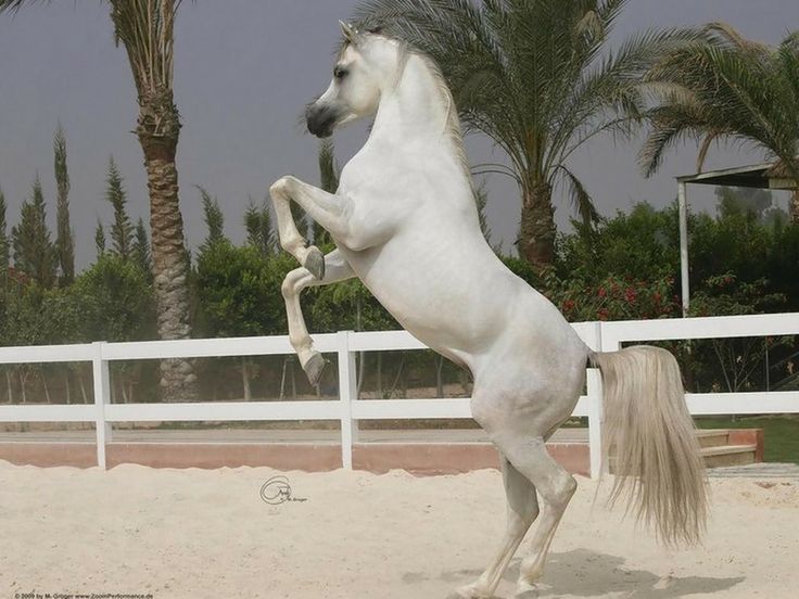Photos Of Arabian Horses Horse Wallpaper