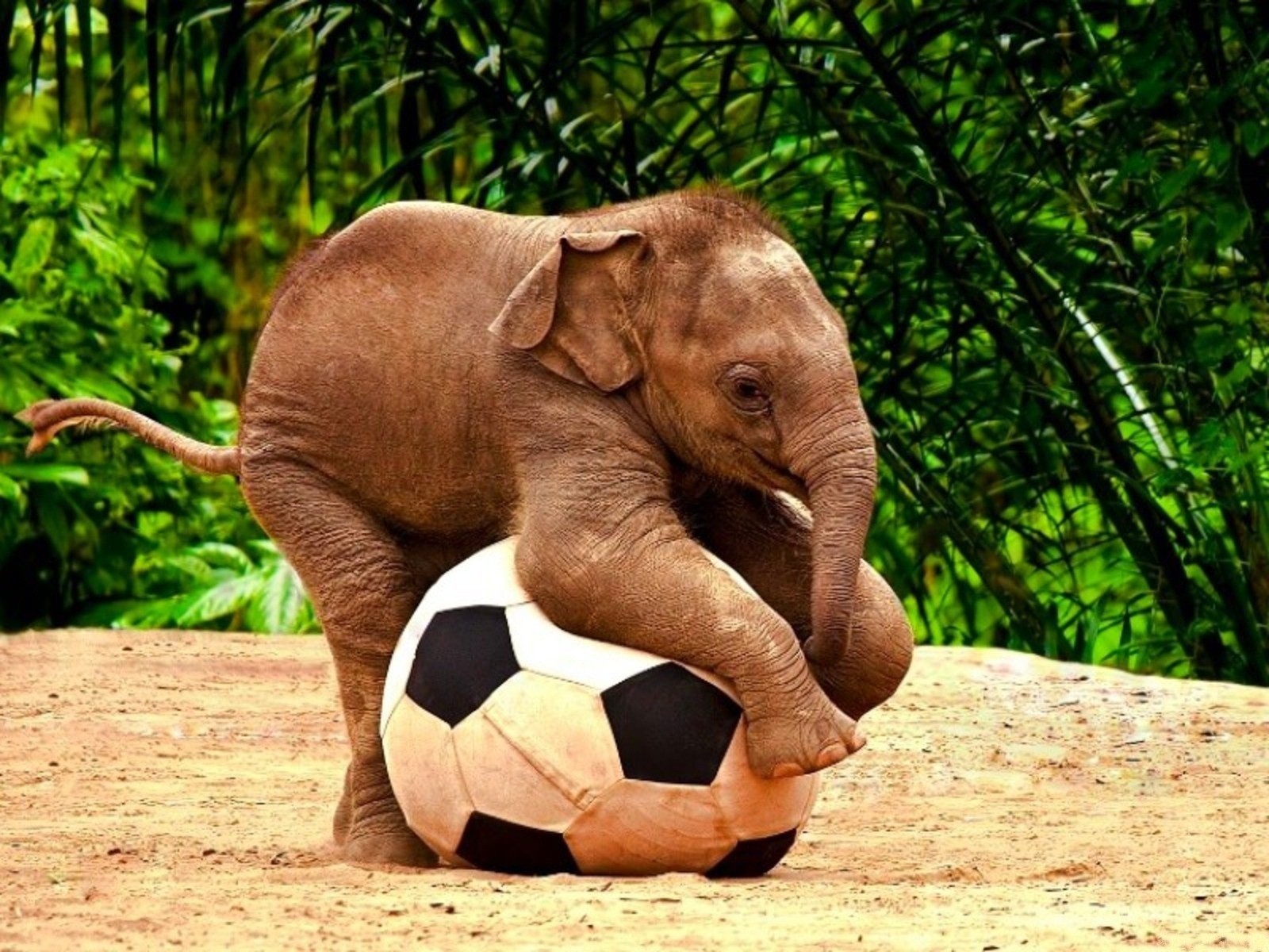 A baby elephant playfully interacts with a soccer ball, its trunk gently draped over the sphere, against a backdrop of lush green foliage