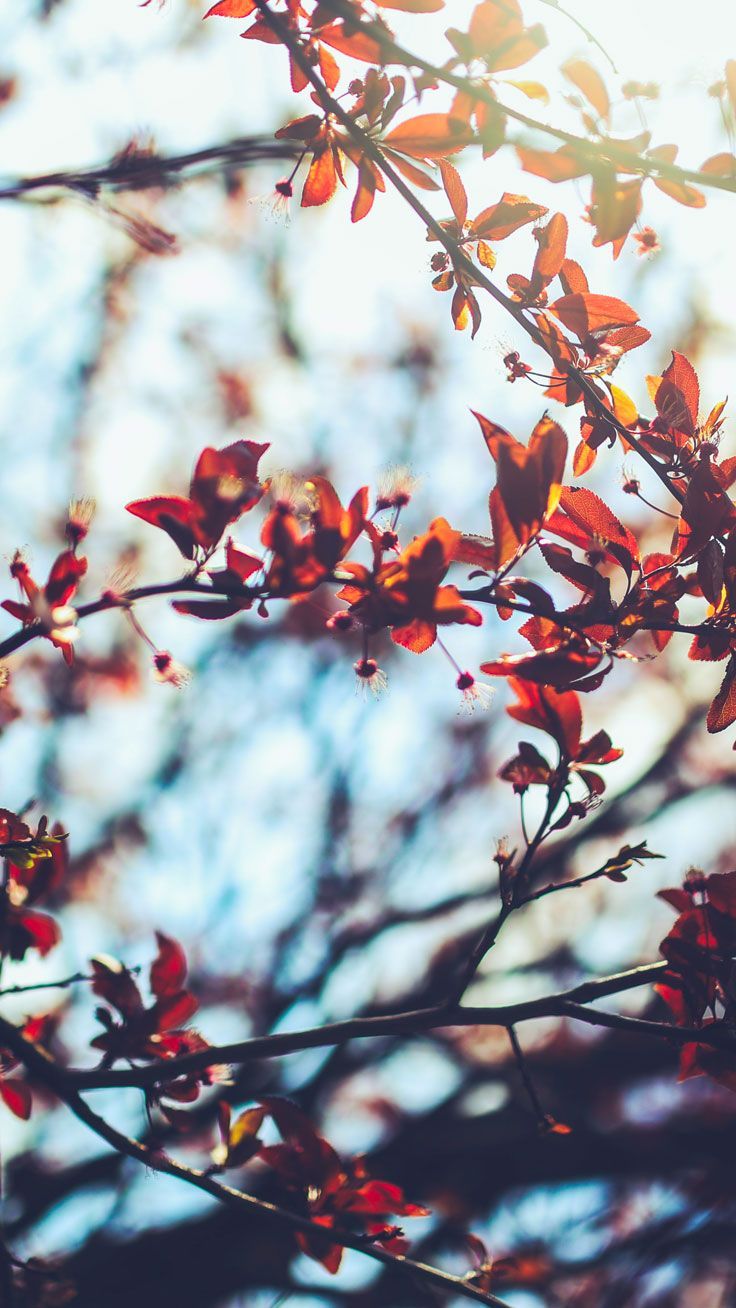 Autumn Inspired iPhone Plus Wallpaper Floral Designs