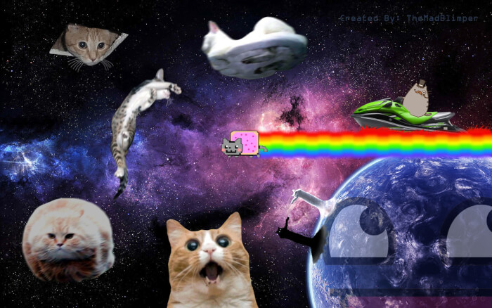Hilarious Cat Memes Wallpaper Will Get You Giggling All Day