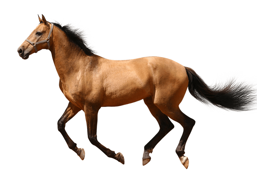 Running horse no background image web design graphics
