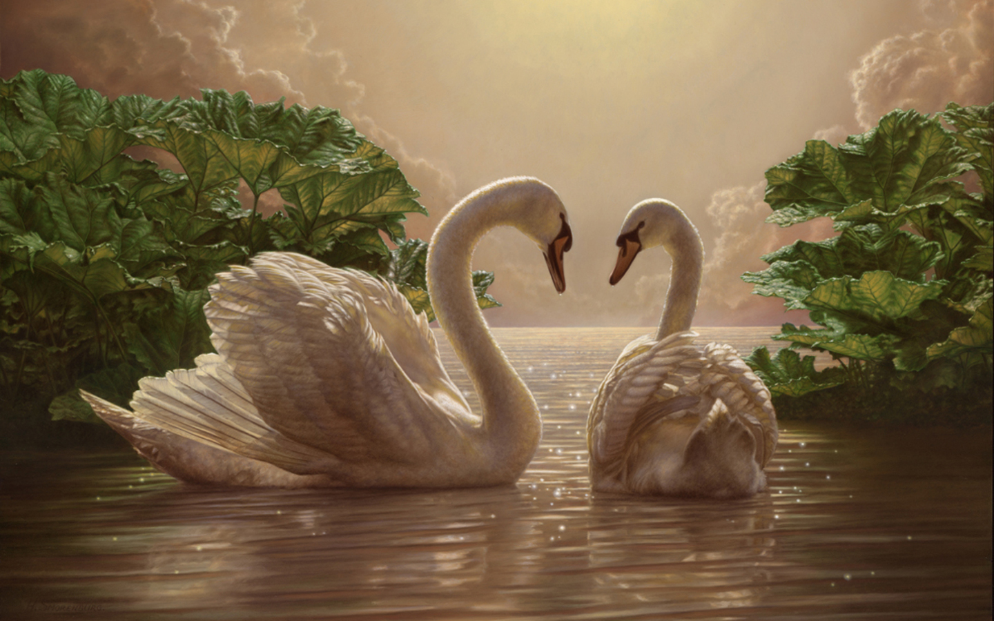 Two Swans Wallpaper Photo And All