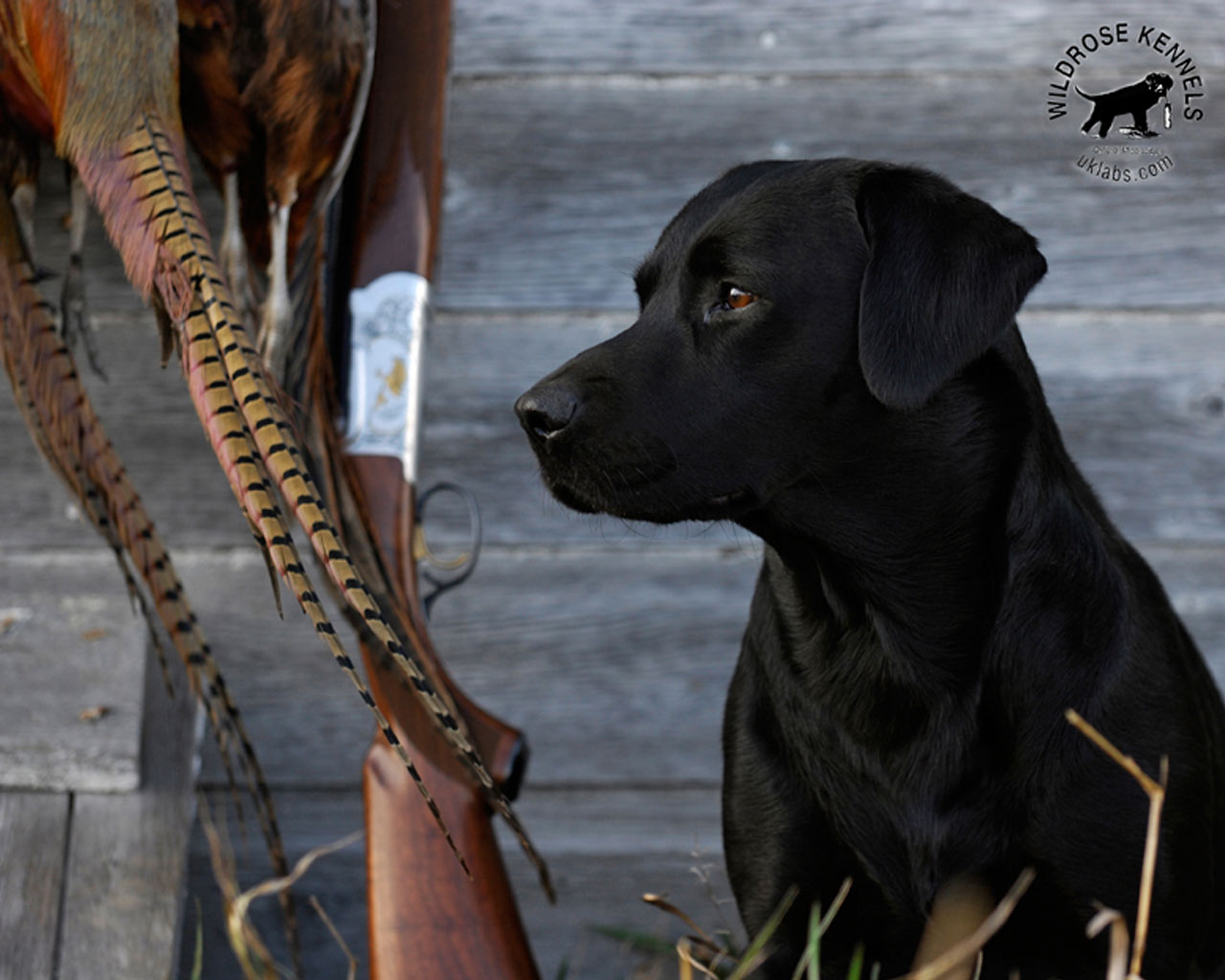 Duck Hunting Dog Background Monthly Wallpaper