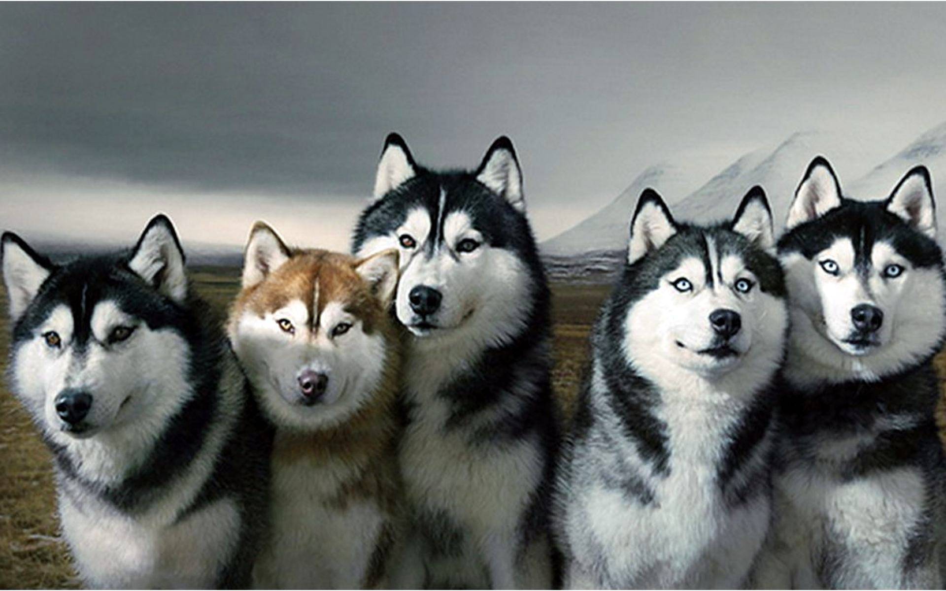 Pics Photos Siberian Husky Wallpaper
