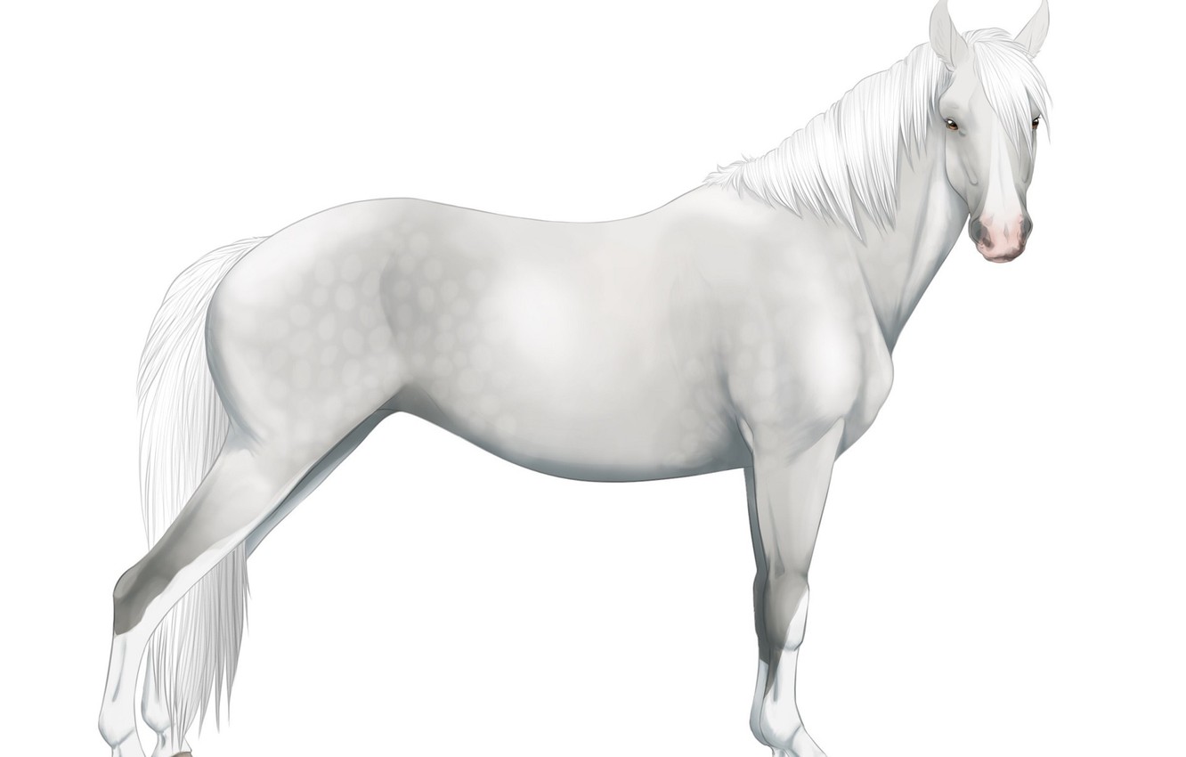 Wallpaper Horse White Background Angled Image For Desktop