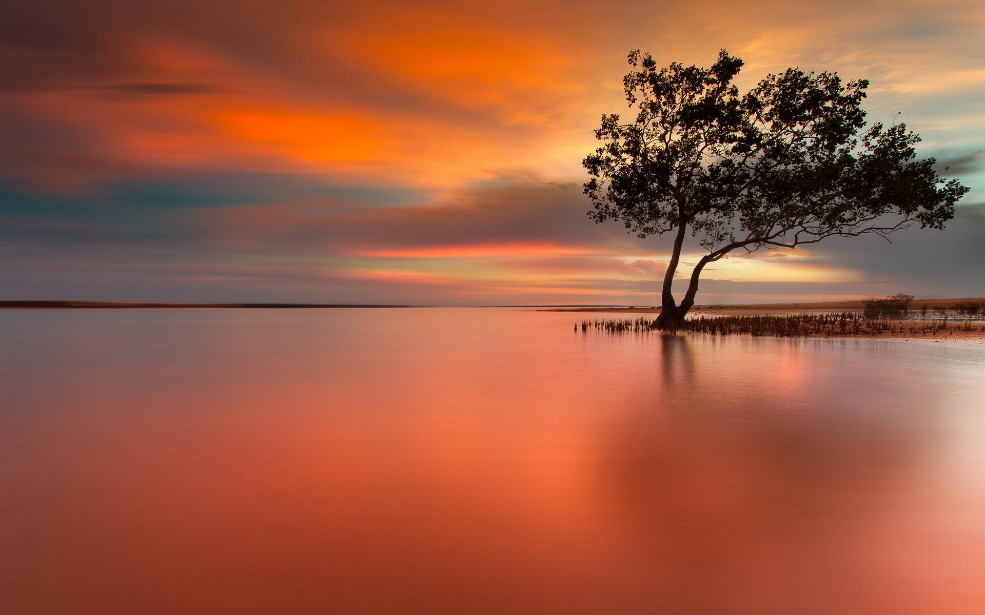 Lonely Tree In Peaceful Sunset HD Wallpaper