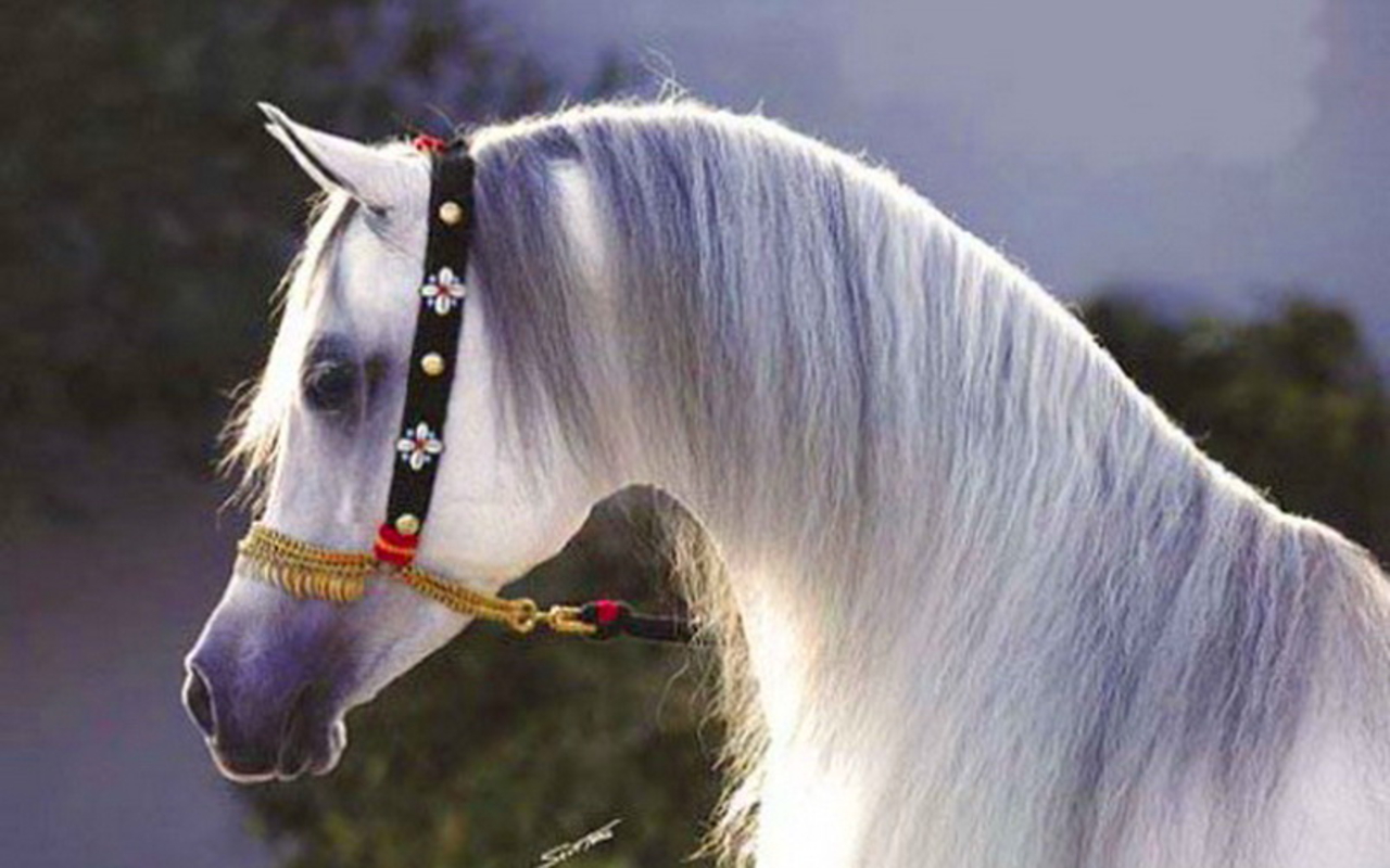 Arabian Stallions Wallpaper Pictures To Pin