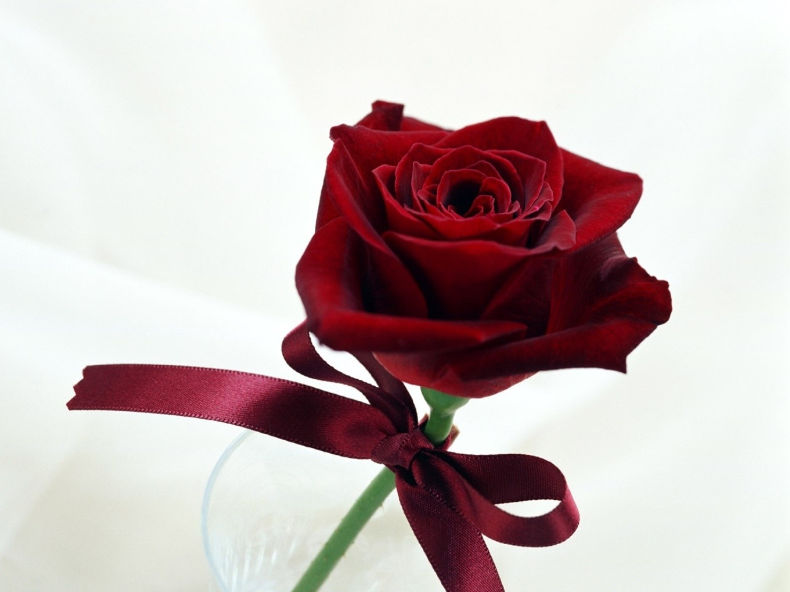 Beautiful Red Rose With Rebin HD Laptop Background Hugs And
