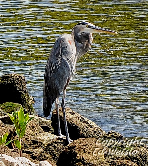 Great Blue Heron Photos Wallpaper The Fun Bank