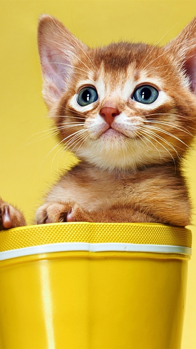 Cute Kitten With Shoe iPhone Wallpaper 5s