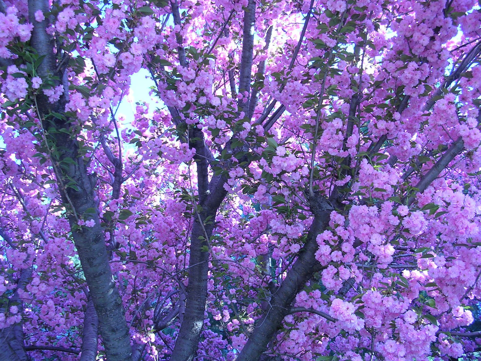 Aesthetic Vintage Purple Wallpaper