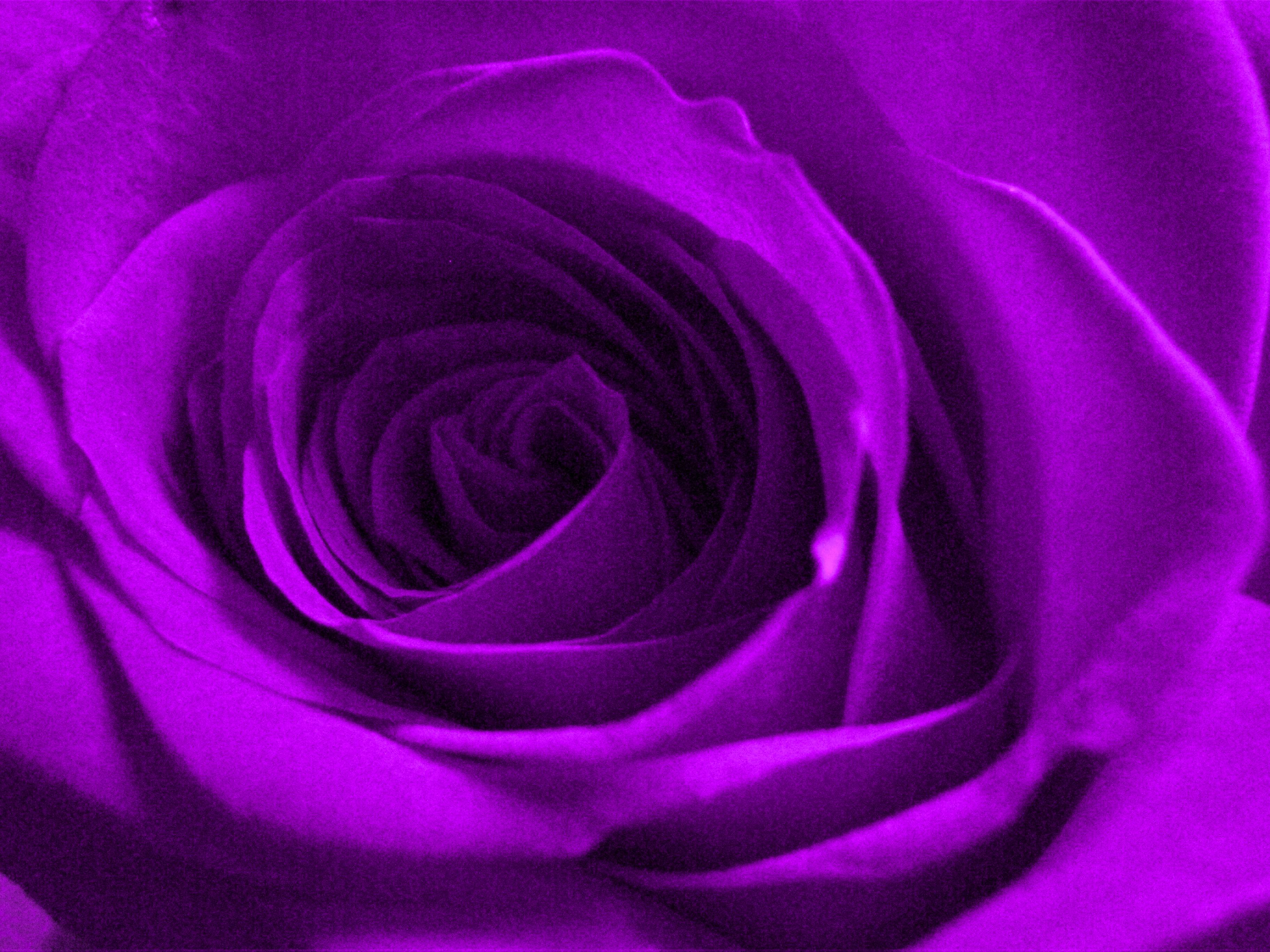 Violet Rose Wallpaper - WallpaperSafari