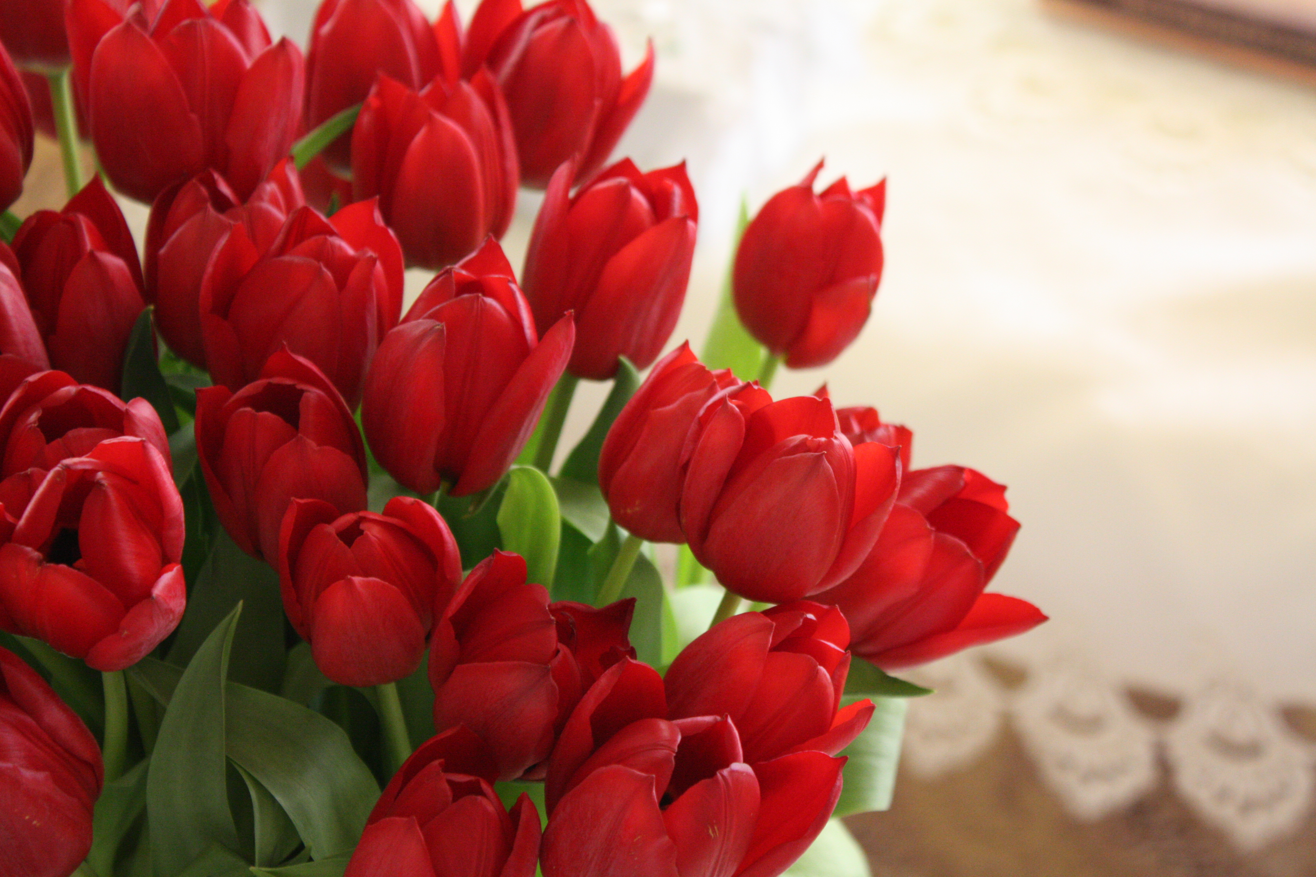 Cool Wallpaper Red Tulips