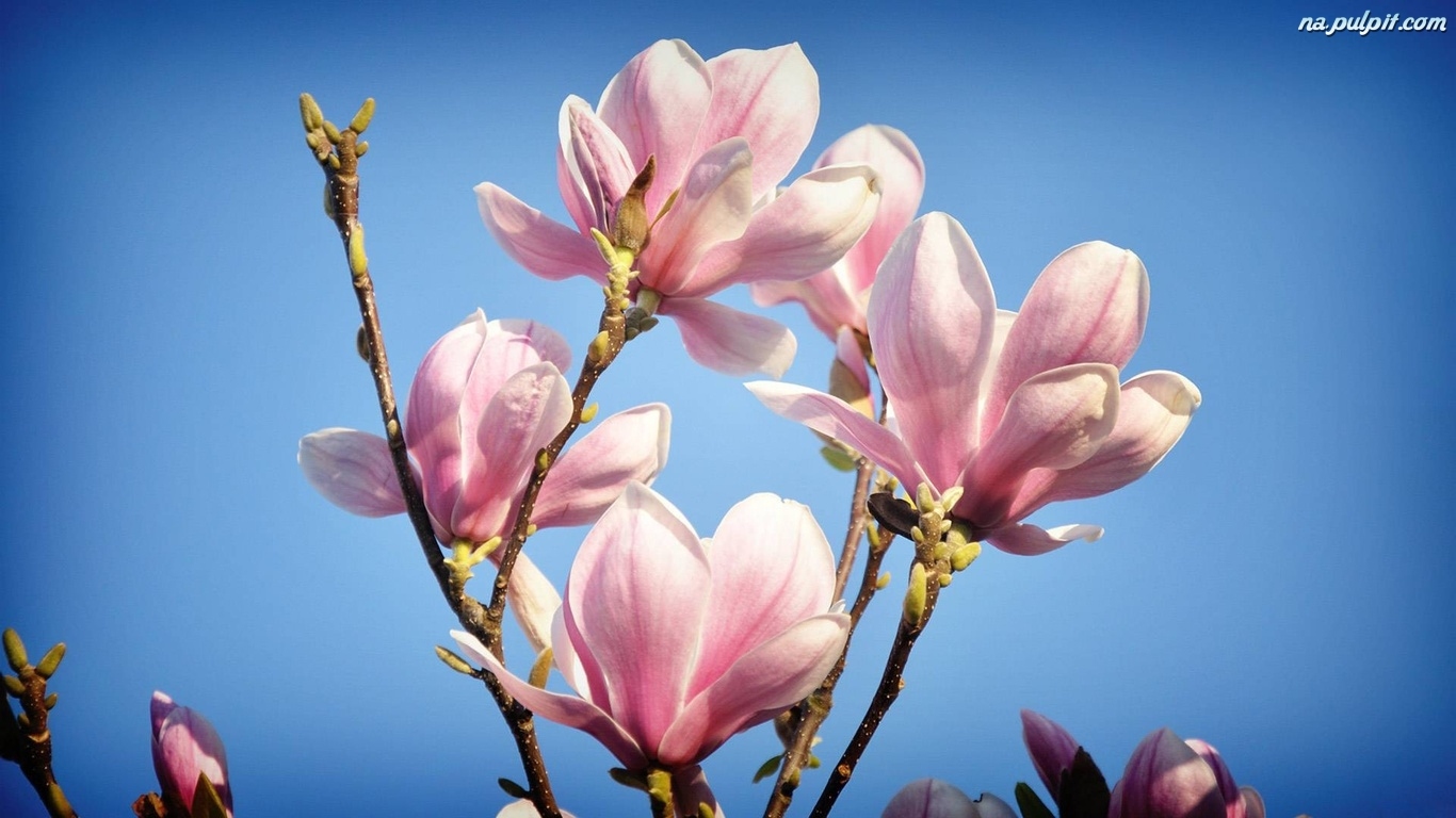 Wiosna Magnolia P Czki Na Pulpit